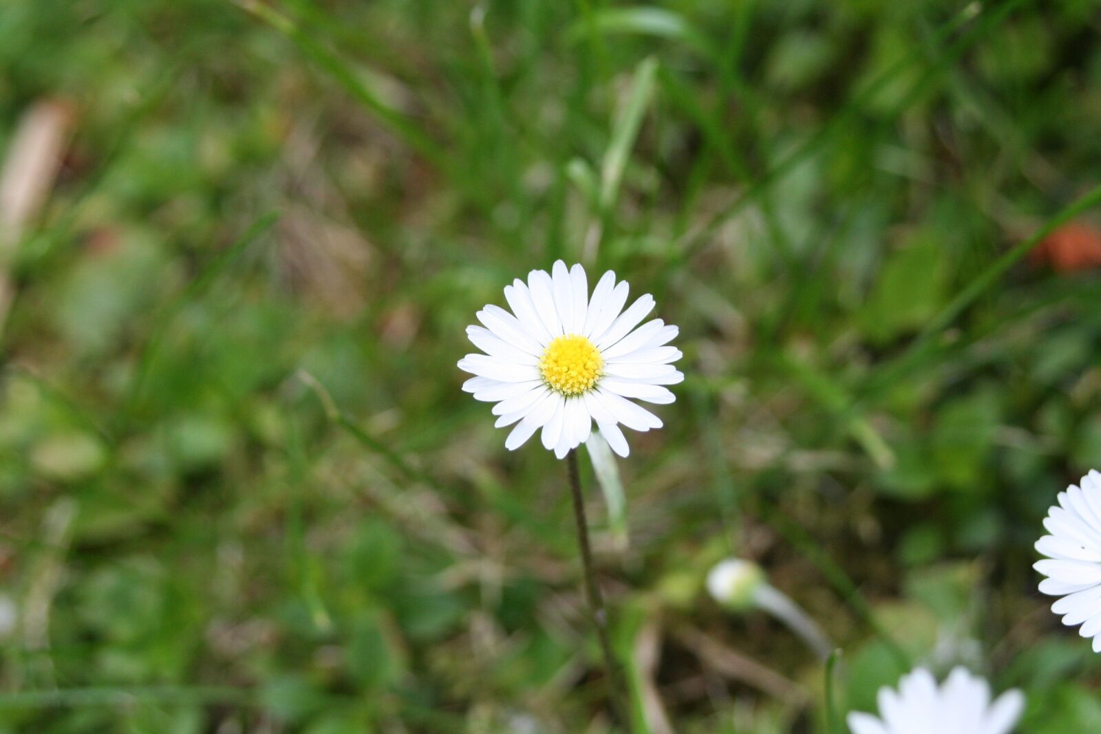 Canon EOS 350D (EOS Digital Rebel XT / EOS Kiss Digital N) sample photo. Daisy, white flower, rush photography