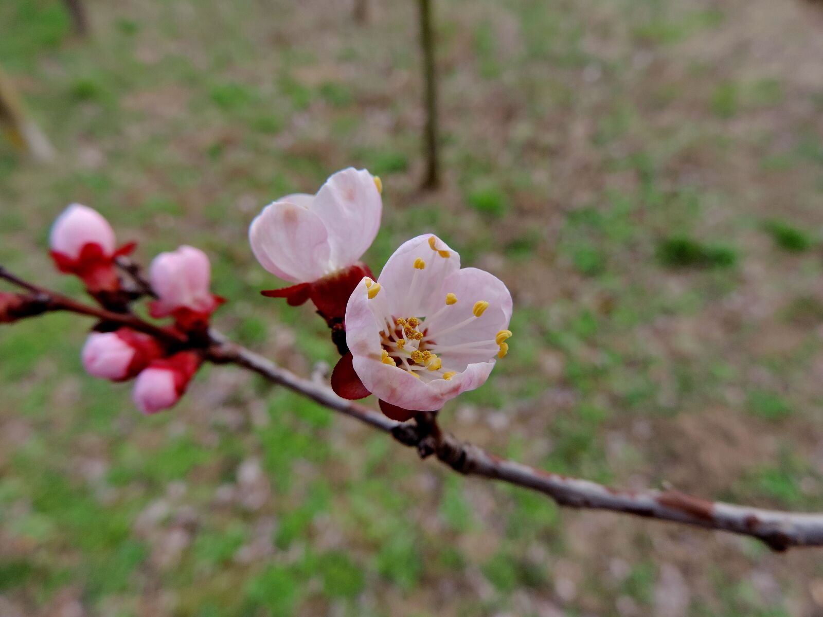 Nikon Coolpix P520 sample photo. Branches, flower garden, flowering photography
