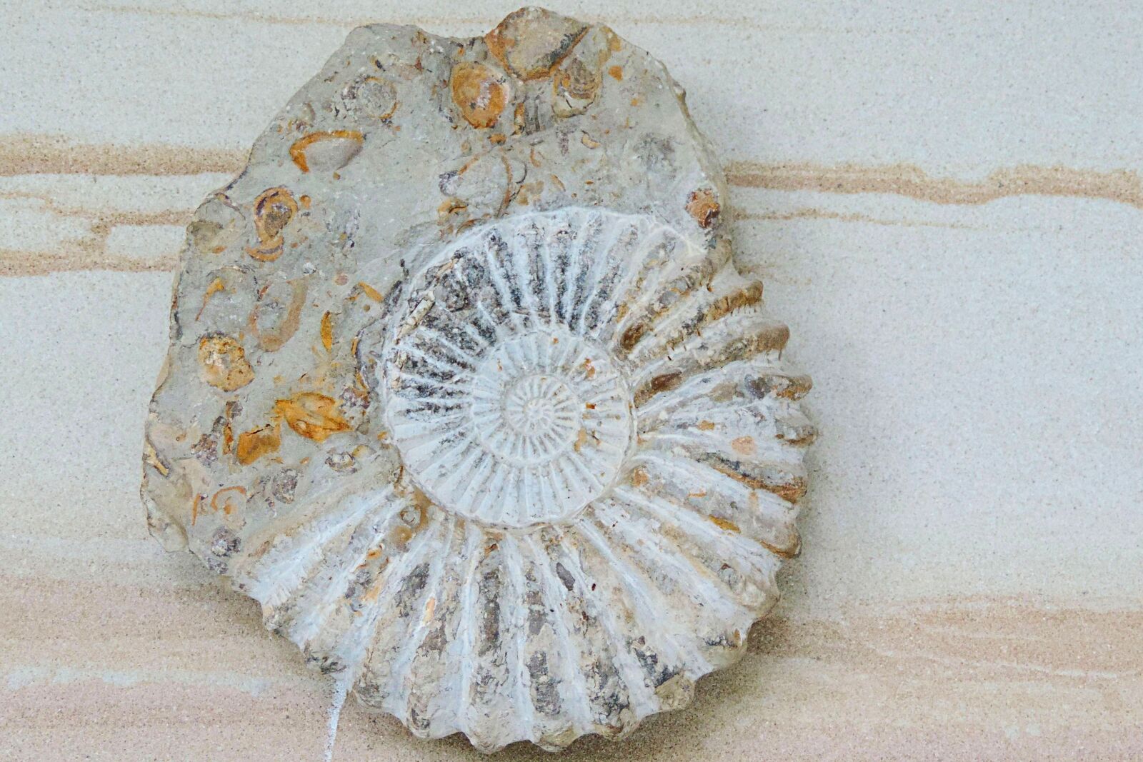 Nikon Coolpix P520 sample photo. Ammonit, petrification, prehistoric times photography