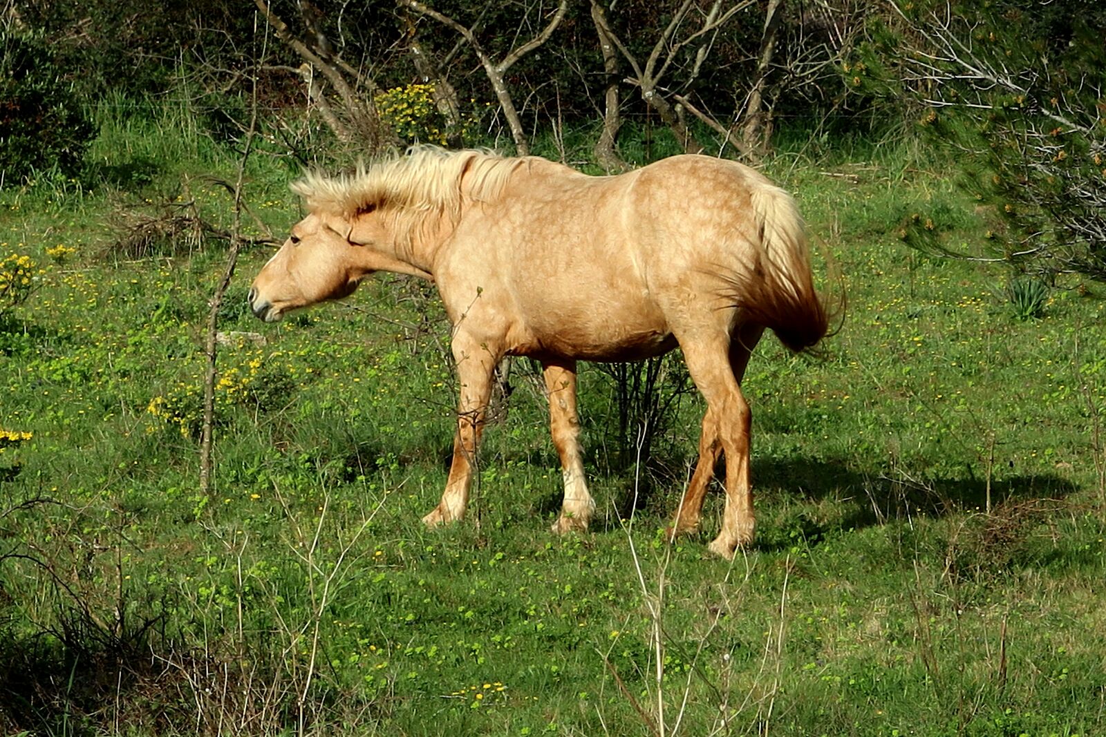 Canon PowerShot G1 X Mark III sample photo. Animal, horse, nature photography