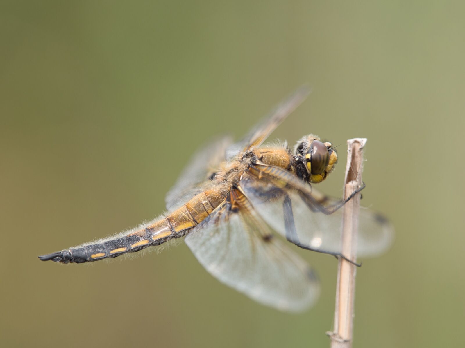 Panasonic Lumix DC-G9 sample photo. Dragonfly, macro, close up photography
