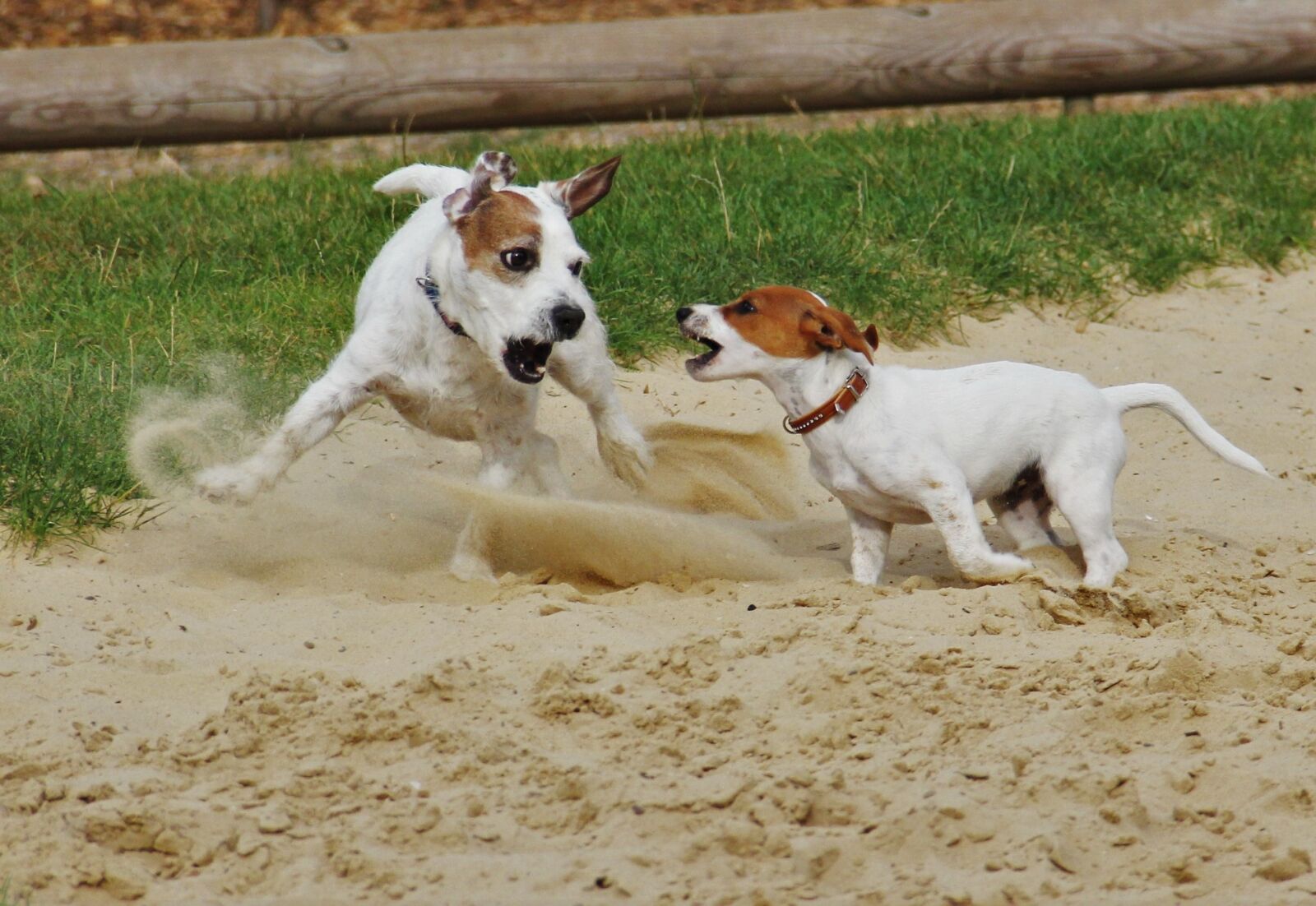 Canon EOS 550D (EOS Rebel T2i / EOS Kiss X4) sample photo. Playing dogs, jack russel photography