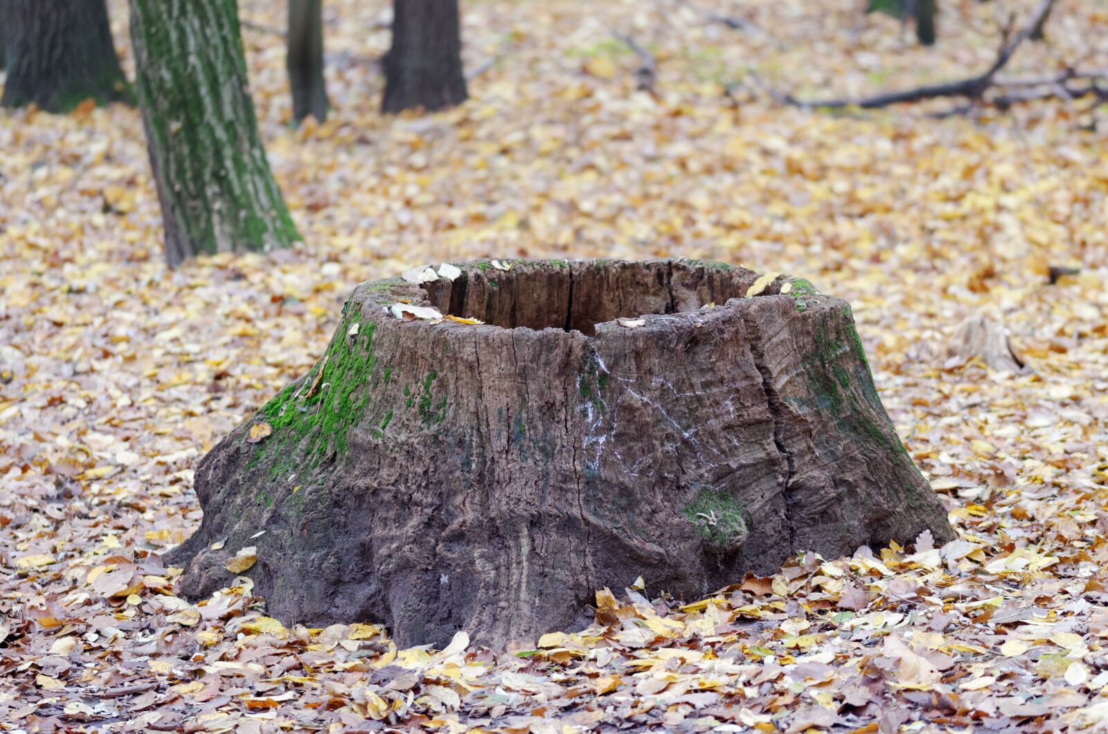 Nikon D5100 sample photo. Trunk, tree, retezat photography