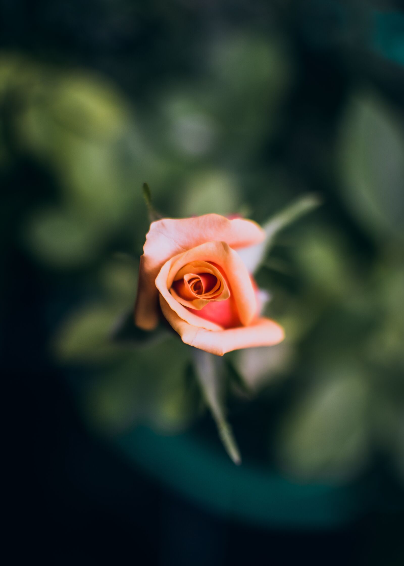 Nikon D7200 sample photo. Bloom, flower, beautiful photography