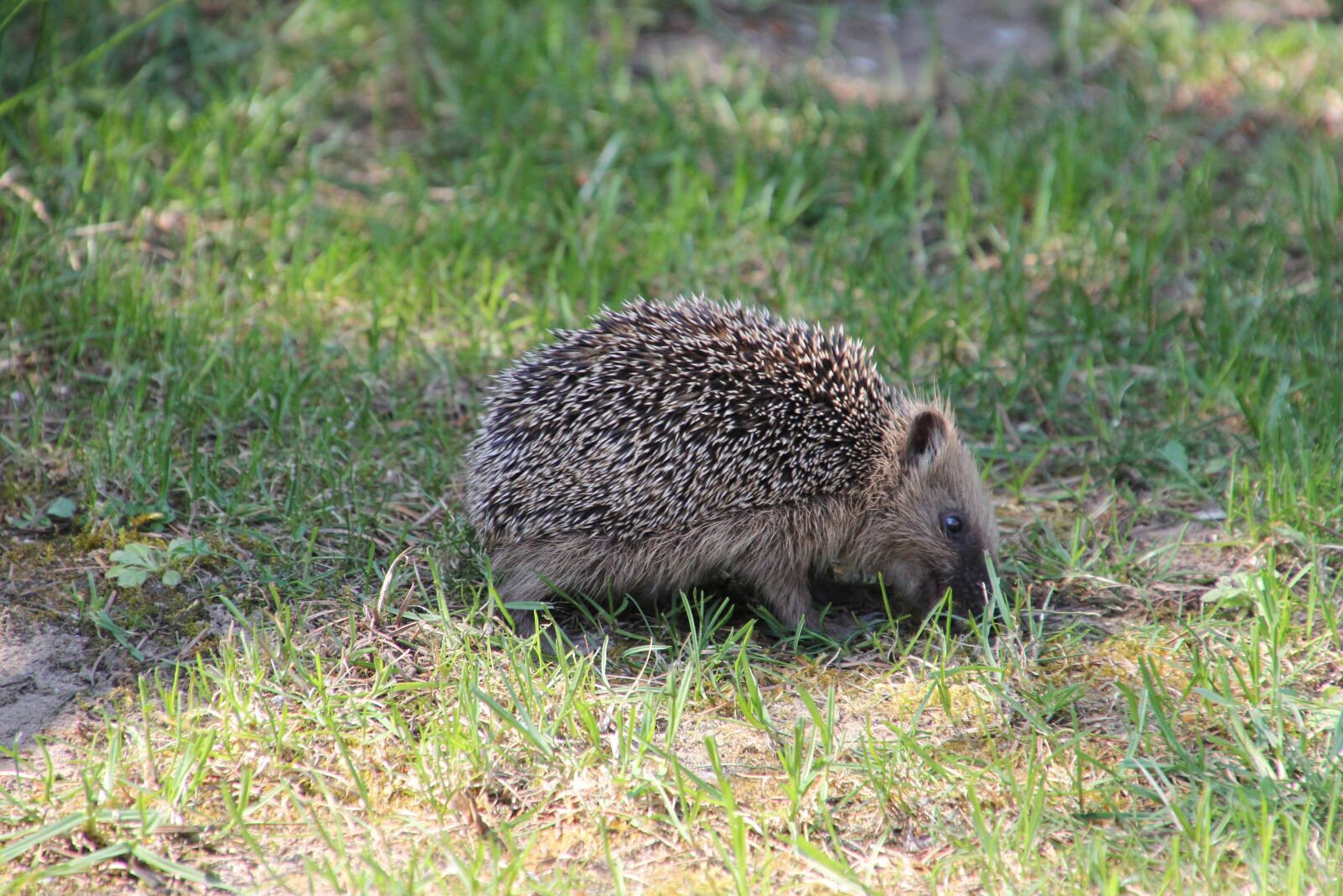 Canon EOS 60D sample photo. Nature, mammal, garden photography