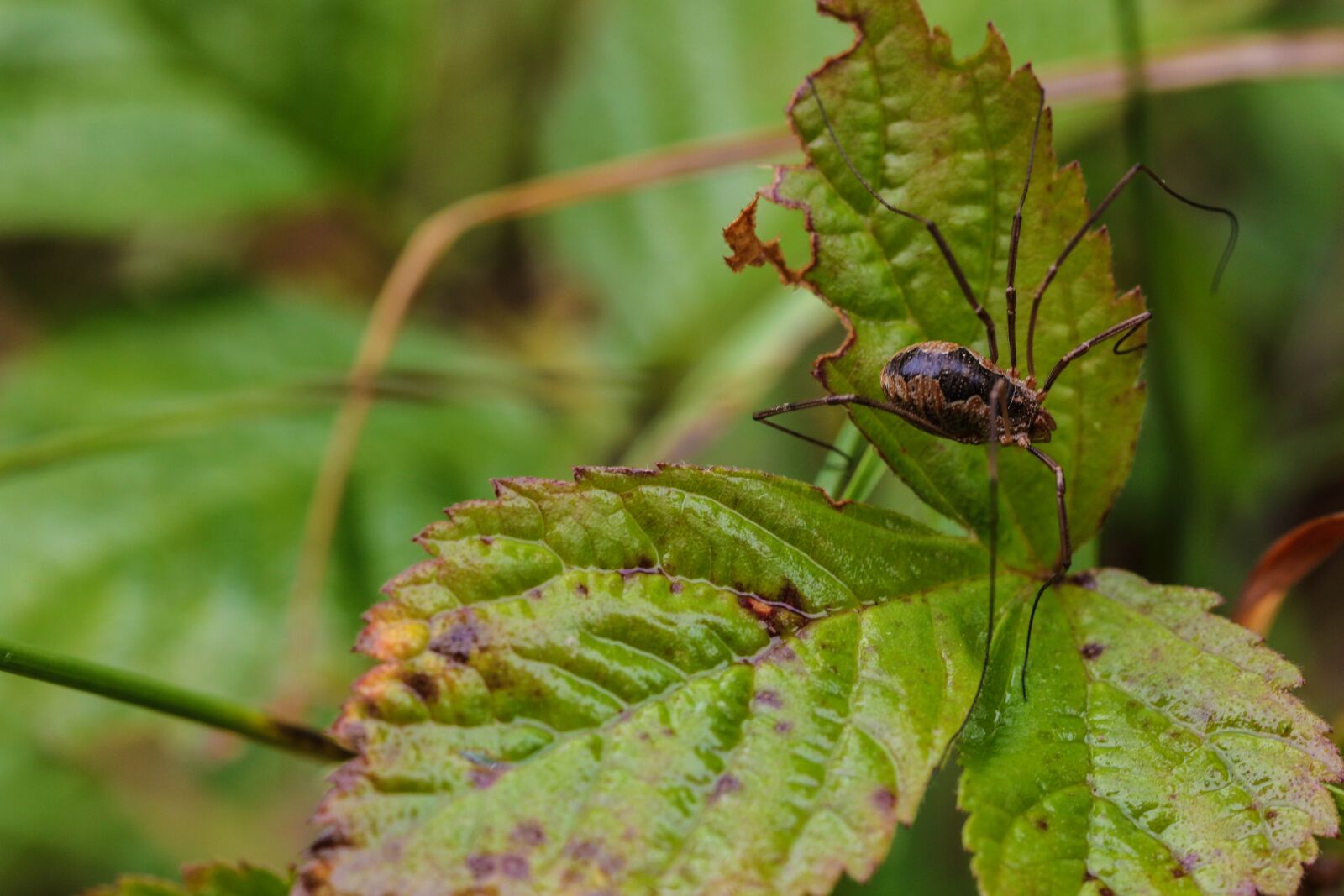Canon EOS 7D Mark II sample photo. Insect, leaf, plant photography