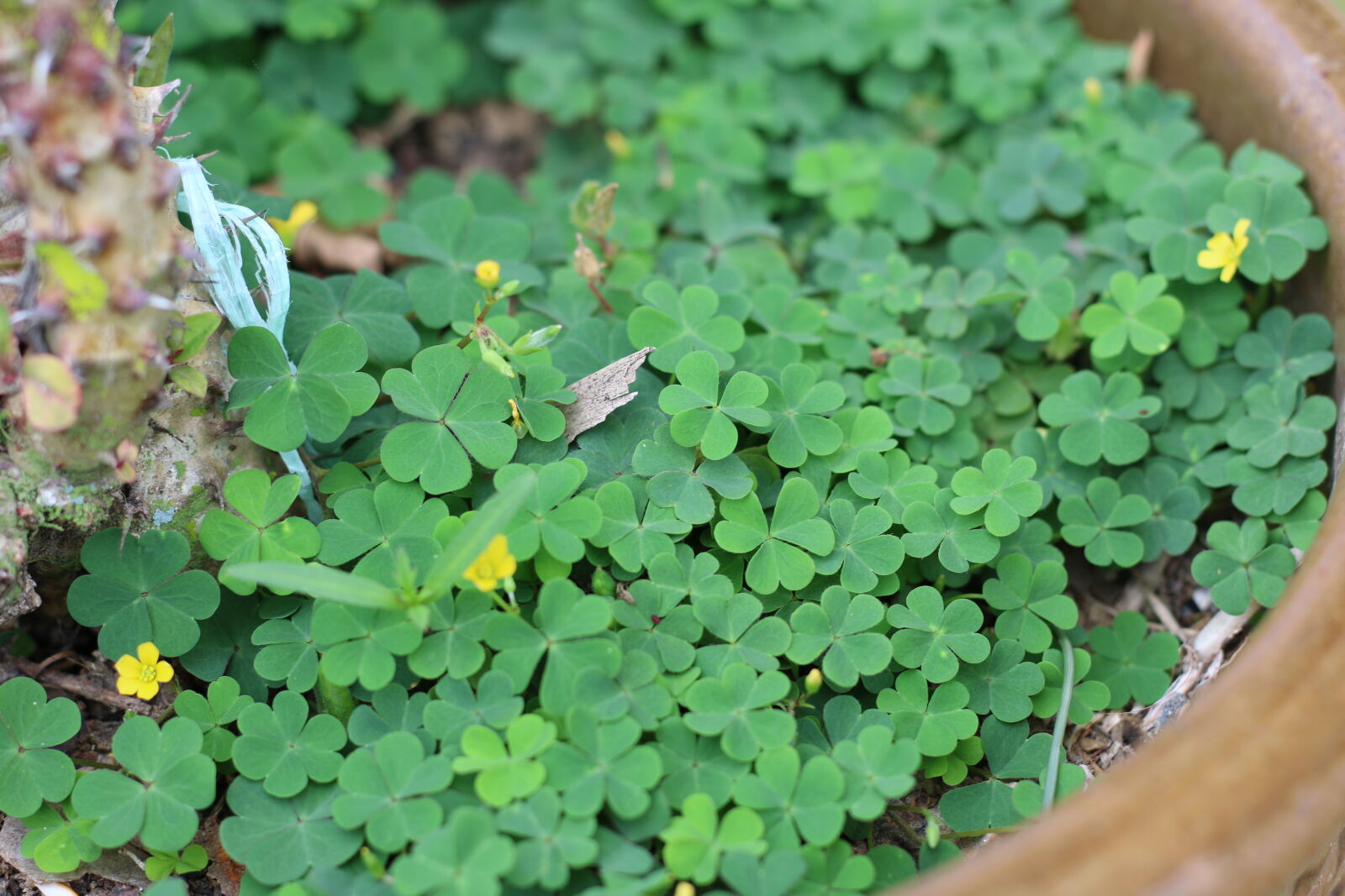 Canon EF 50mm F1.8 STM sample photo. Flower6_70d photography