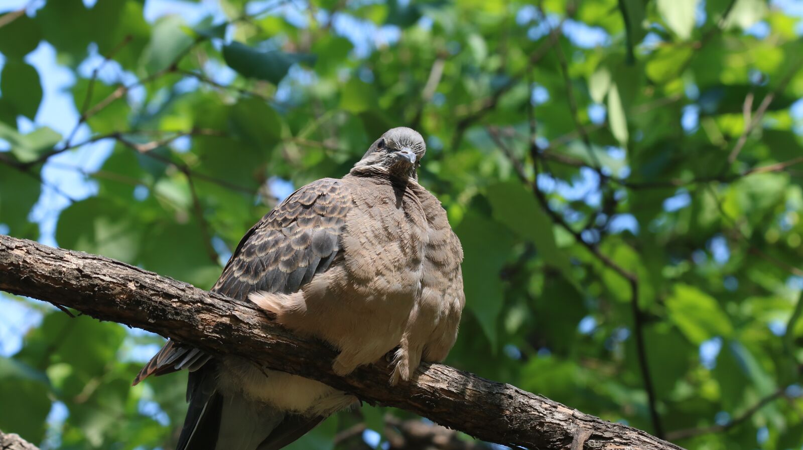 Canon EOS 750D (EOS Rebel T6i / EOS Kiss X8i) sample photo. Nature, new, wildlife photography