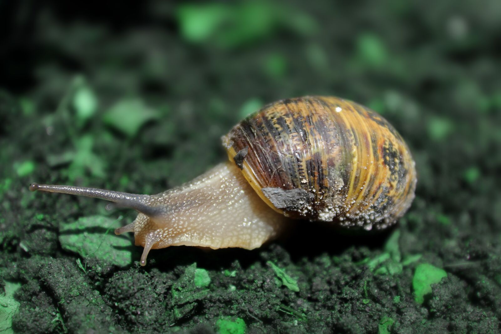 Canon EOS 1300D (EOS Rebel T6 / EOS Kiss X80) sample photo. Snail, animals, snails photography