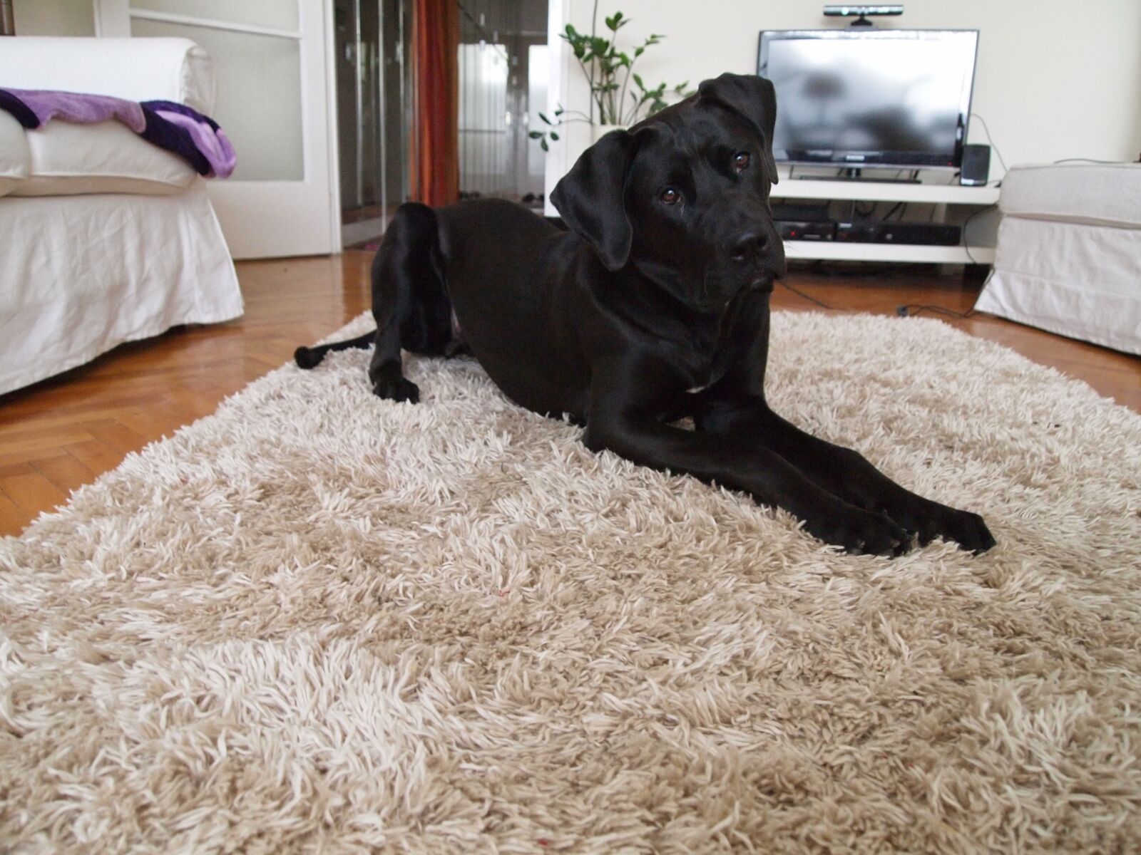 Olympus PEN E-P1 sample photo. Tosa inu, dog, puppy photography