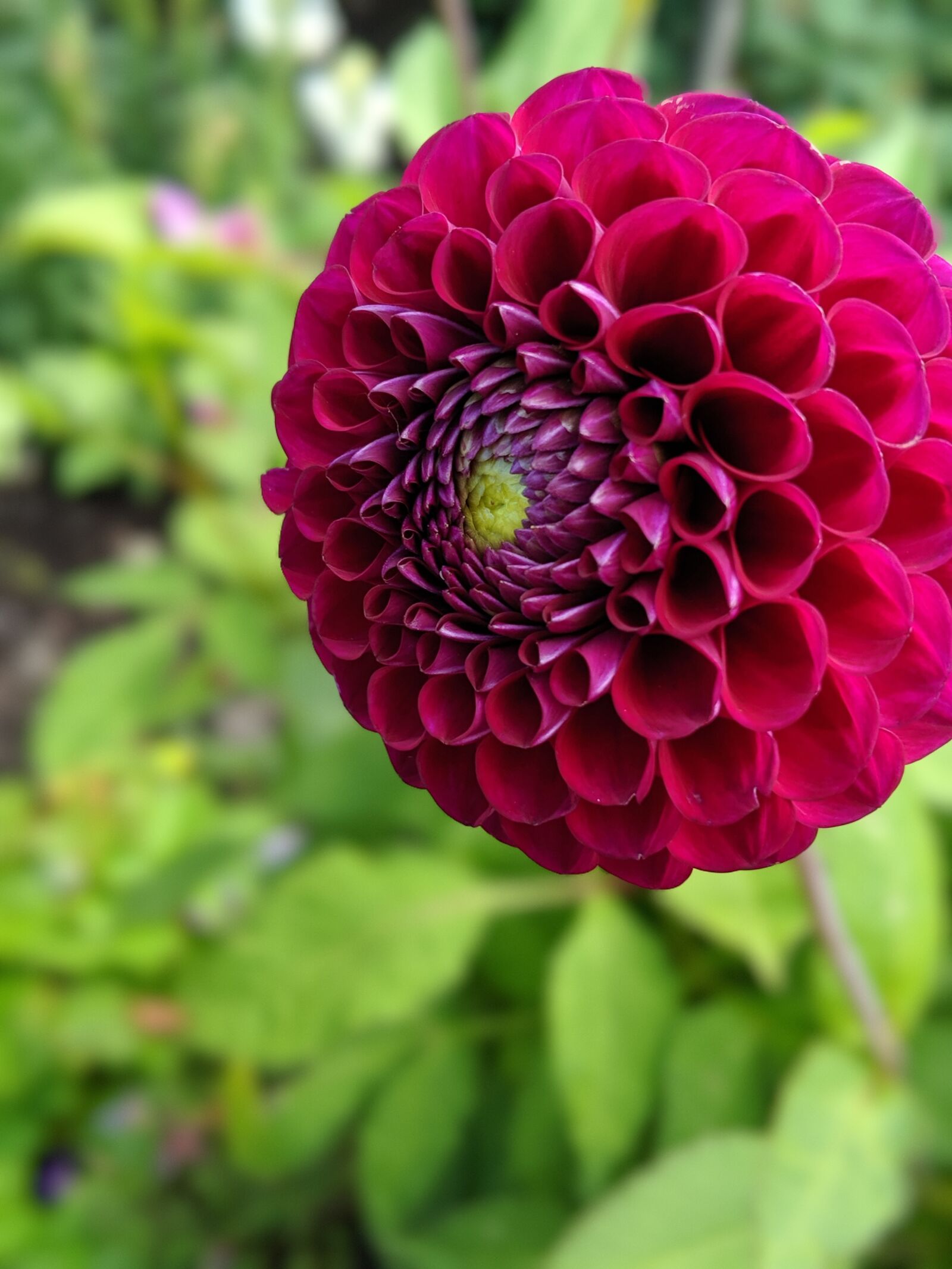 Google Pixel 3 sample photo. Flower, carnation, dianthus photography