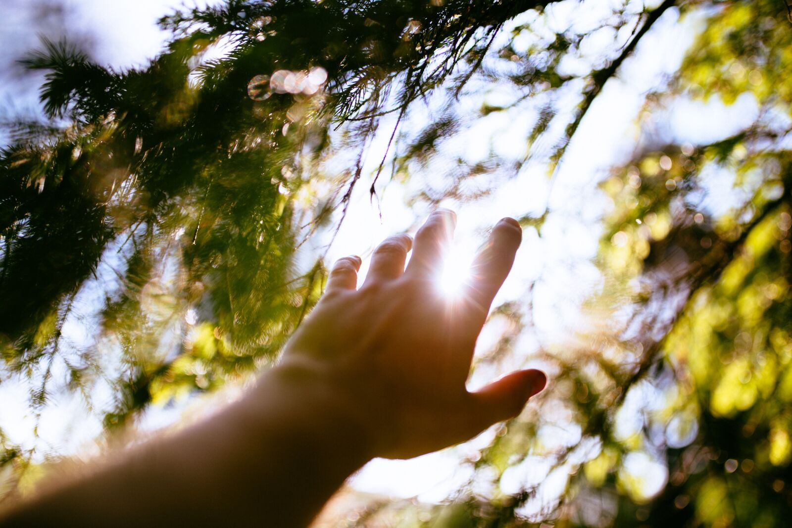 Canon EOS 6D sample photo. Hand, tree, leaves photography