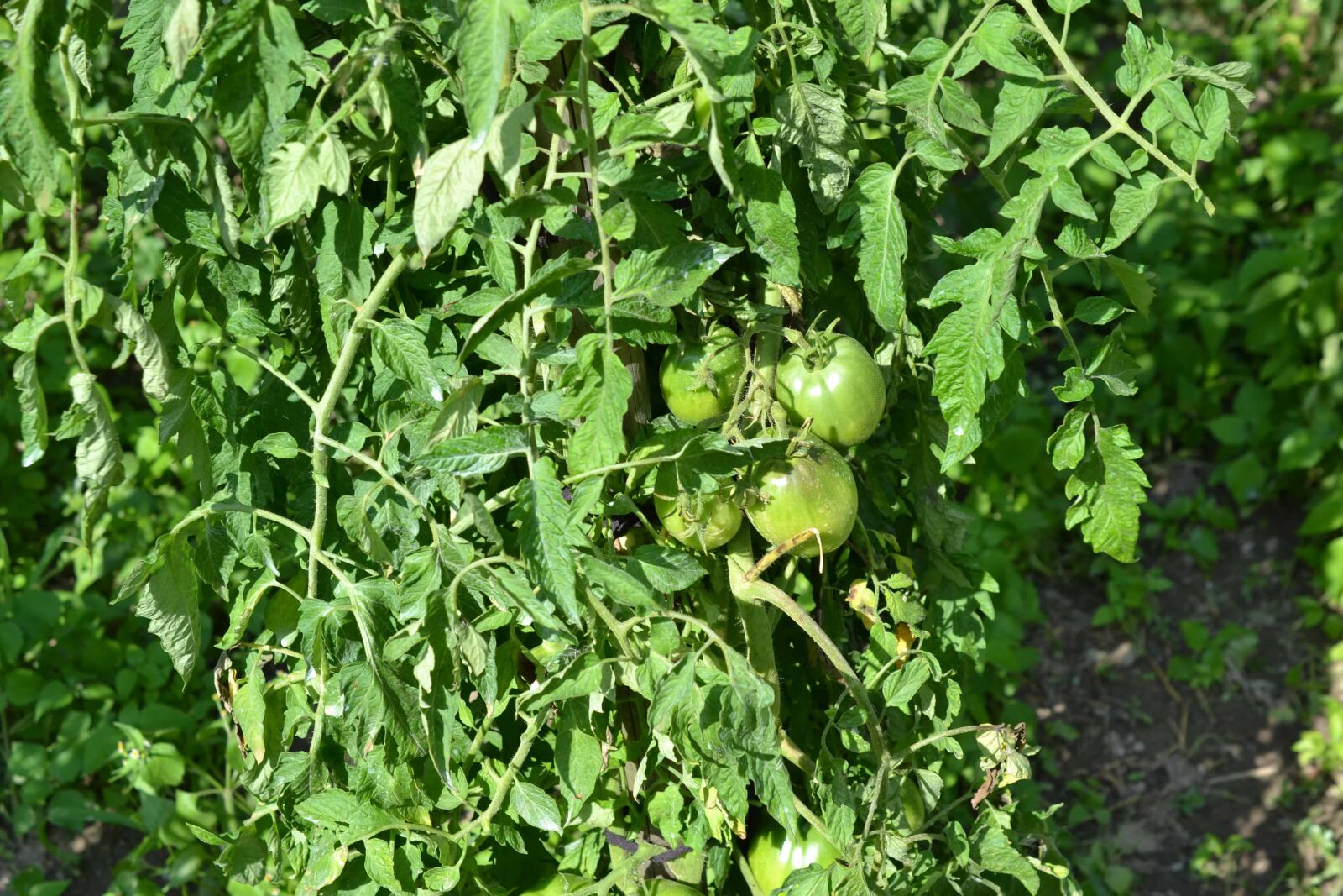 Nikon AF-S DX Micro Nikkor 40mm F2.8 sample photo. Green tomato, greenhouse, summer photography