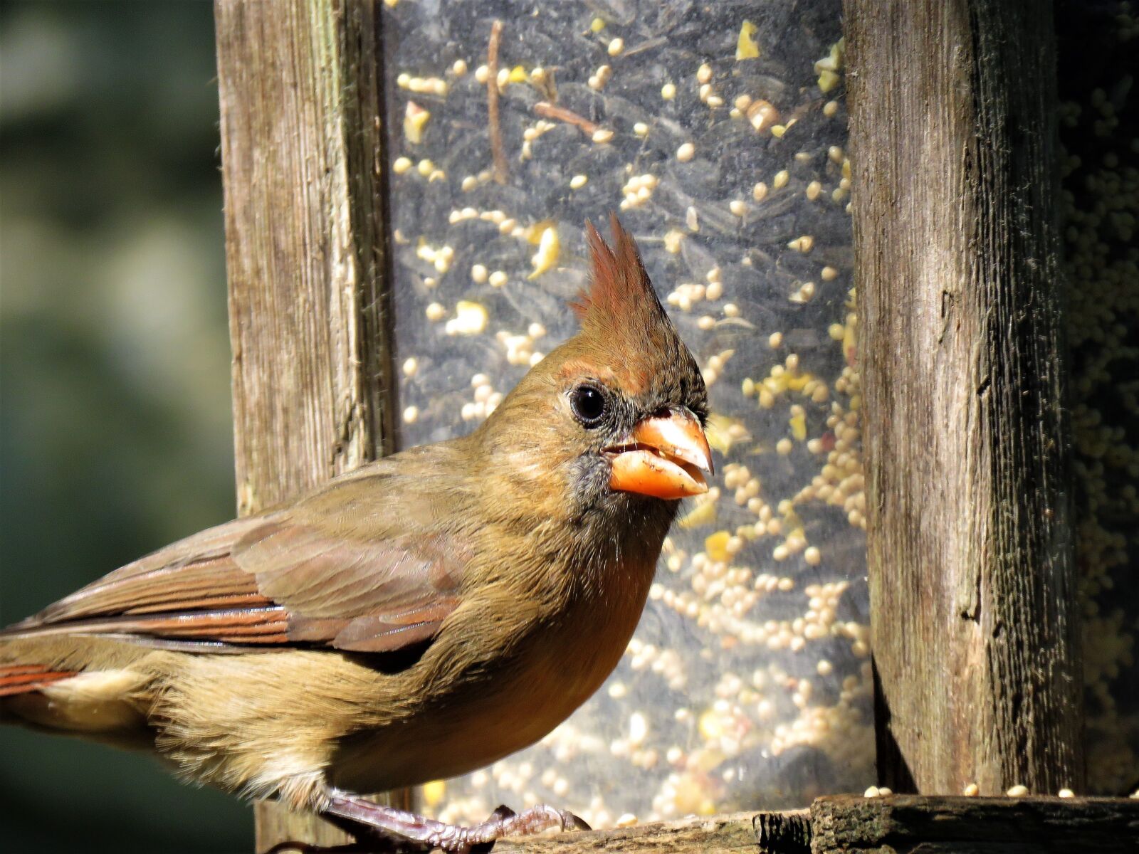 Canon PowerShot SX60 HS sample photo. Bird, close up, female photography