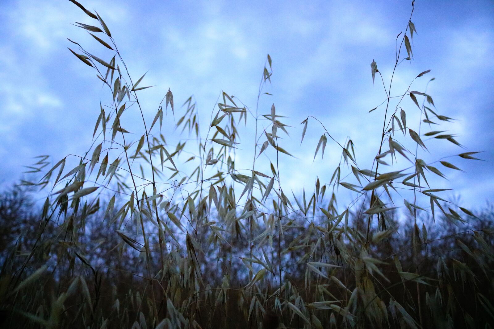Canon EOS 750D (EOS Rebel T6i / EOS Kiss X8i) sample photo. Oats field, cereal, sky photography