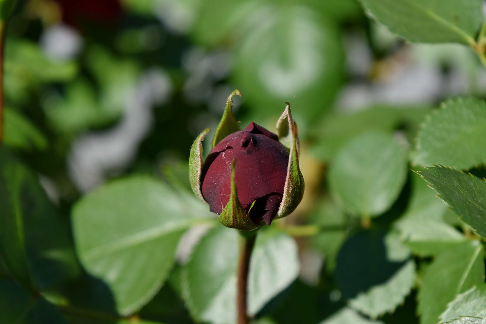Nikon D5500 sample photo. Green leaves, reddish, leaf photography