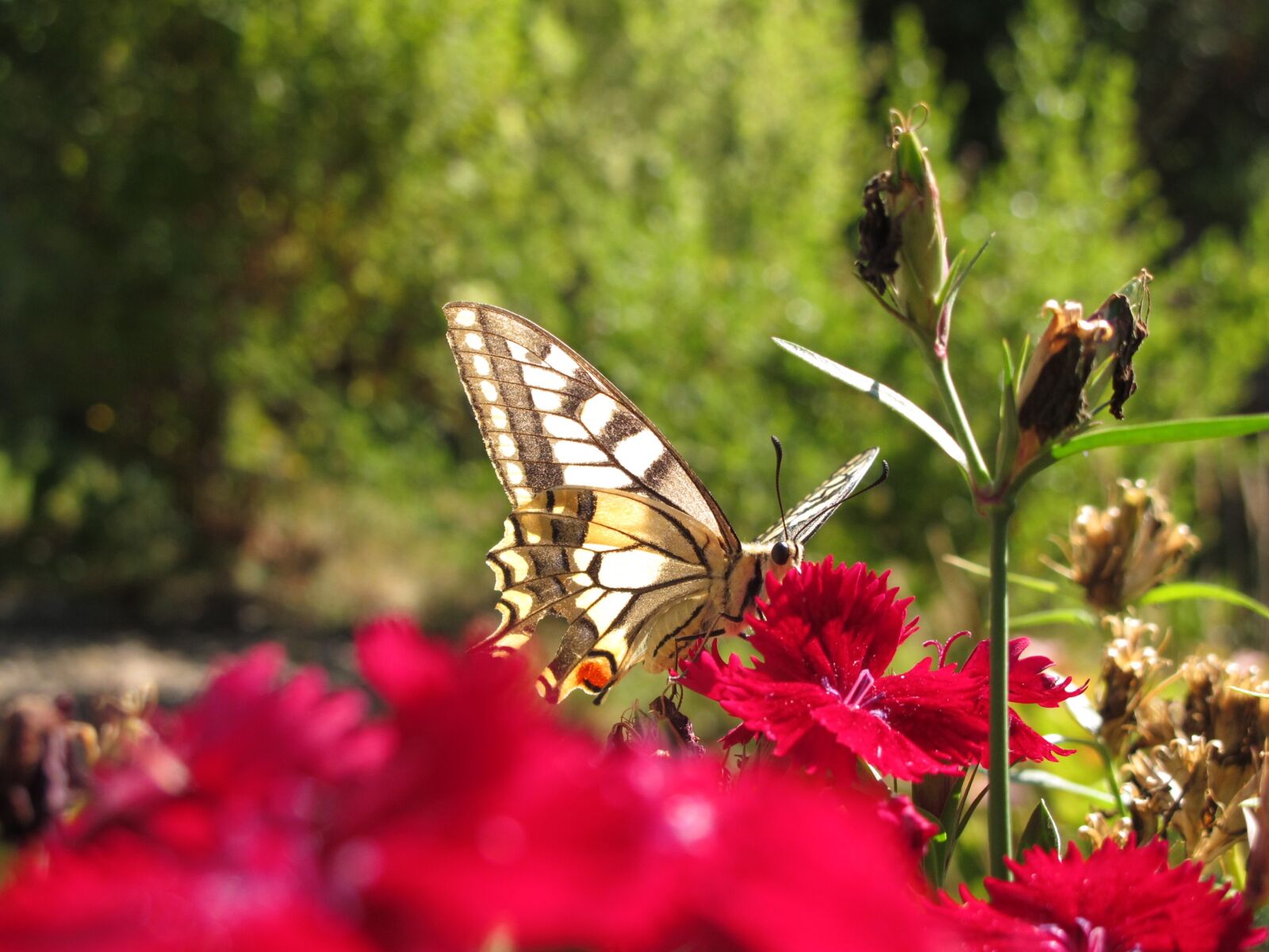 Canon PowerShot G11 sample photo. Butterfly, flamed, nature photography