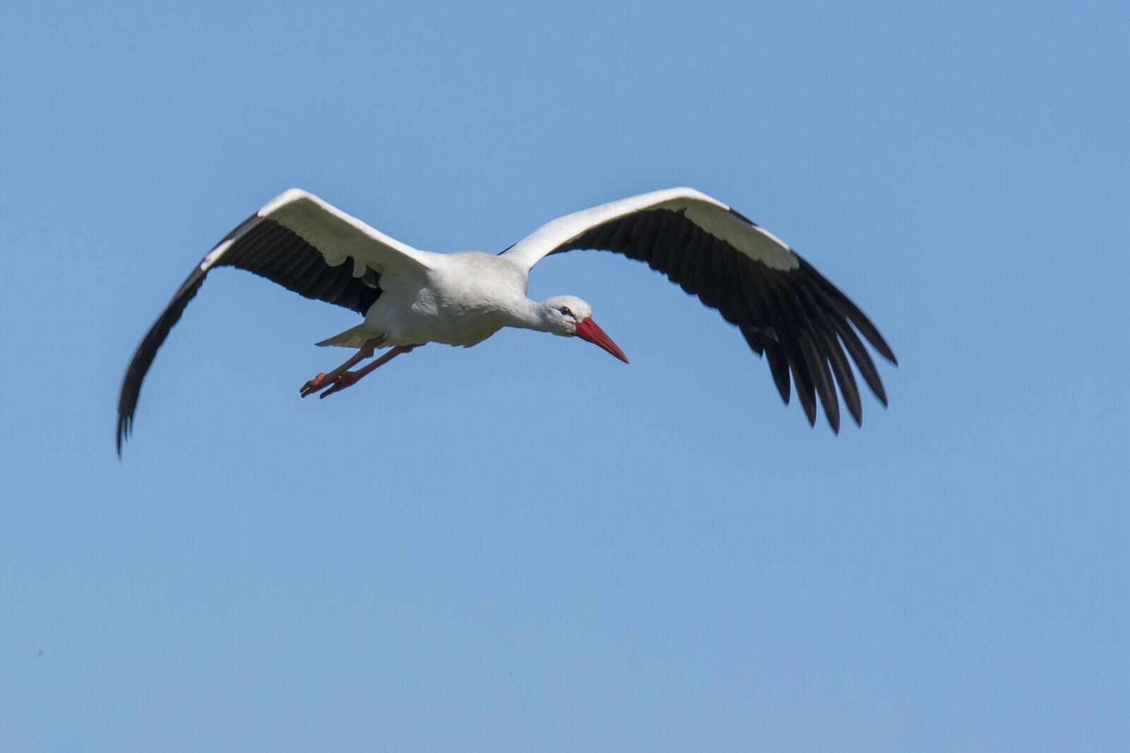 Nikon D500 sample photo. Stork, bird, wings photography