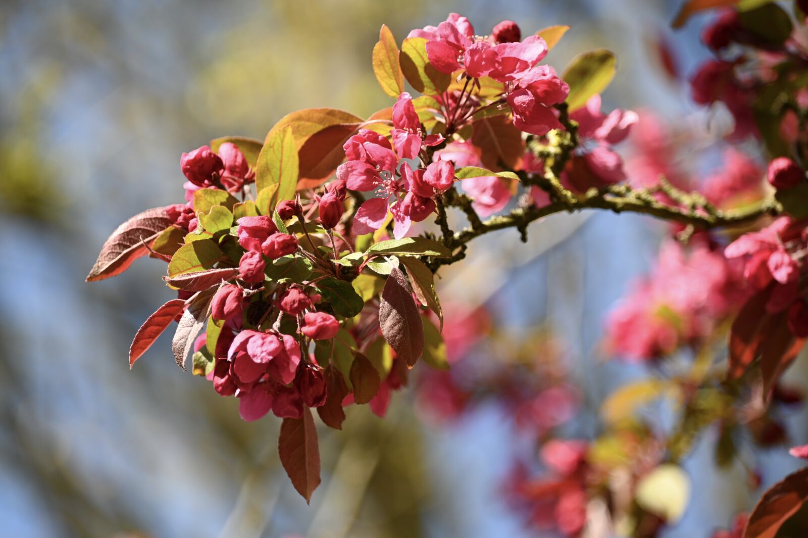 Nikon Z6 sample photo. Flowers, spring, spring blossoms photography