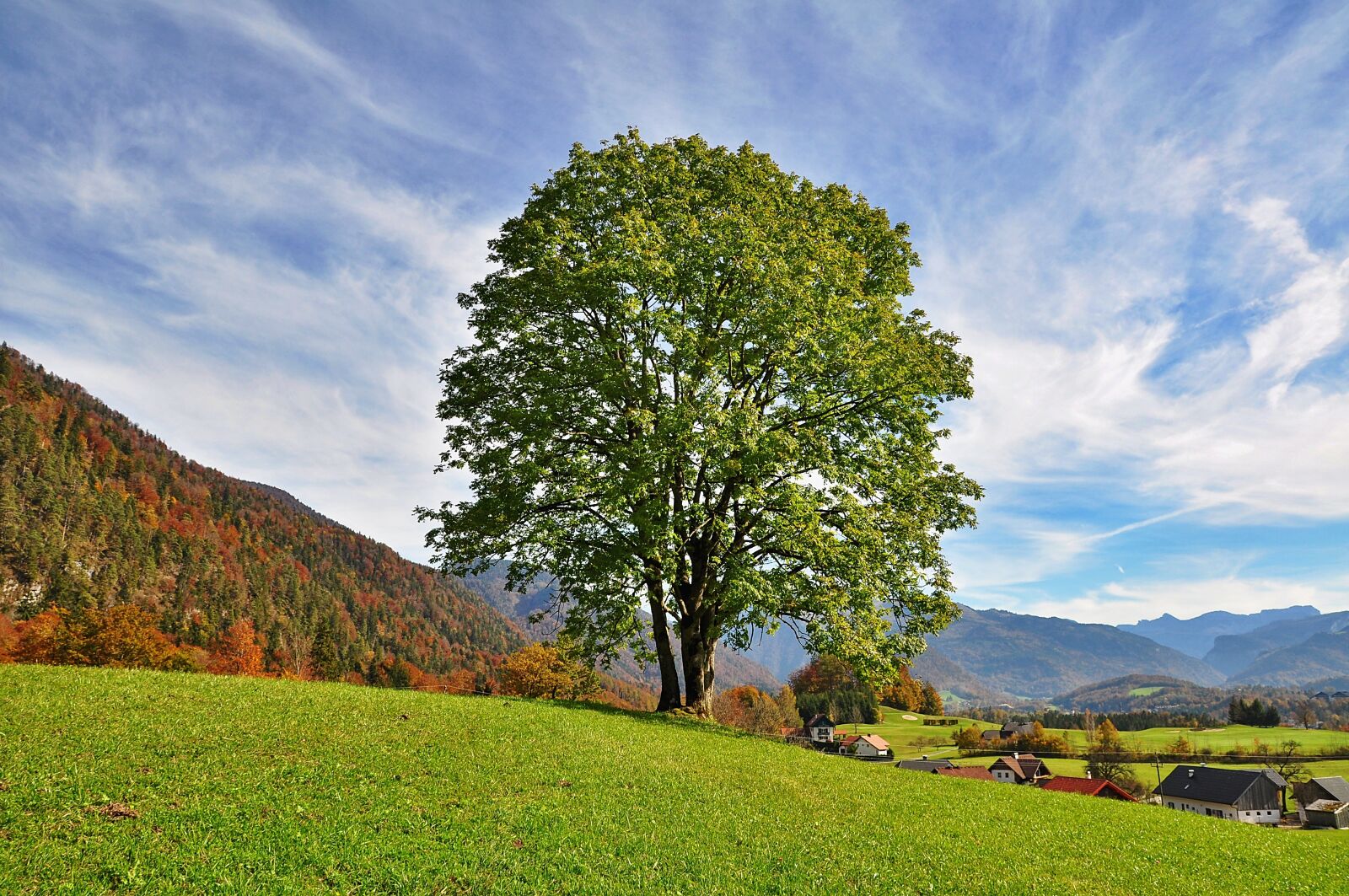 Nikon D90 sample photo. Tree, sky, nature photography