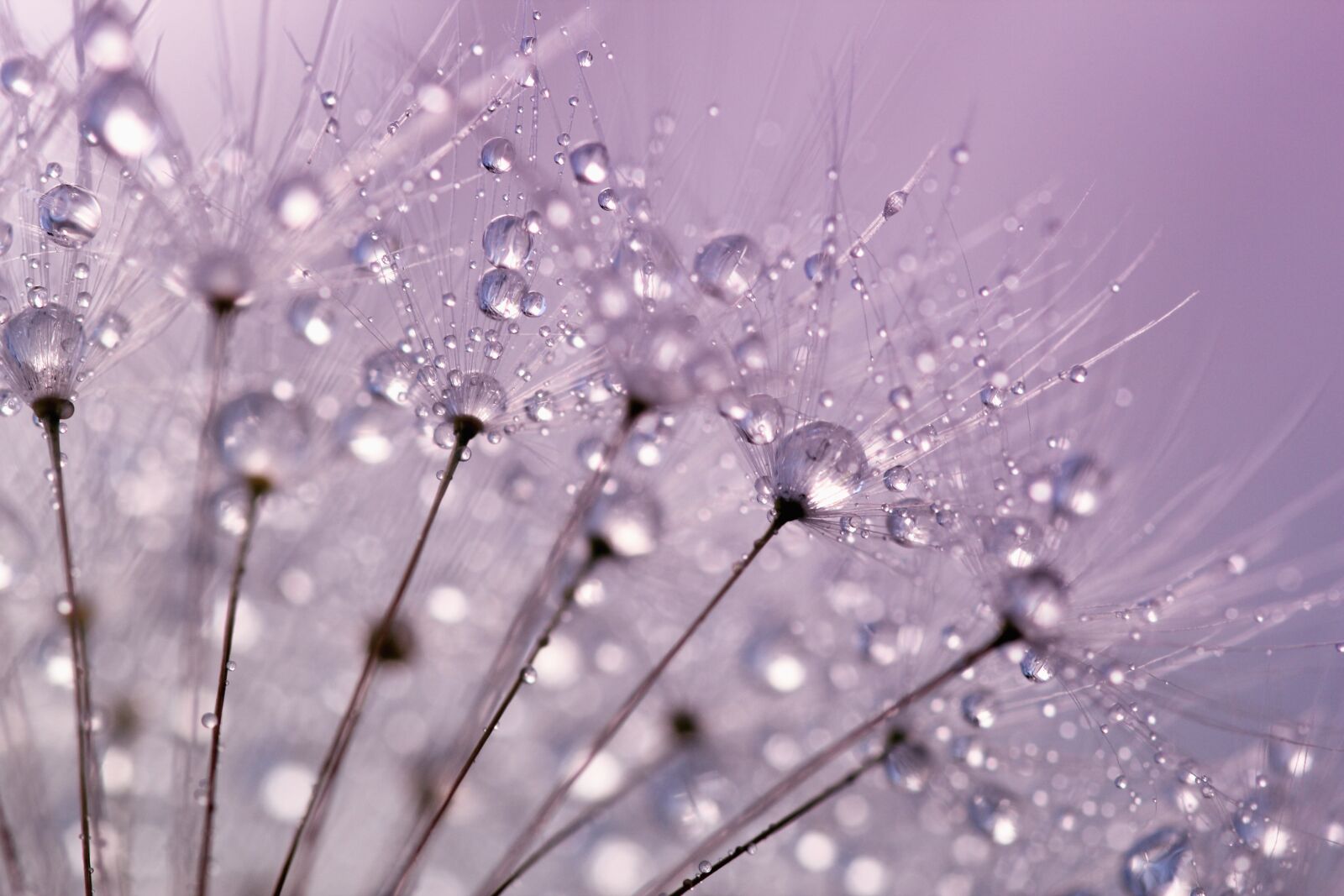 Canon EOS 550D (EOS Rebel T2i / EOS Kiss X4) sample photo. Dandelion seeds, dandelion, dandelions photography