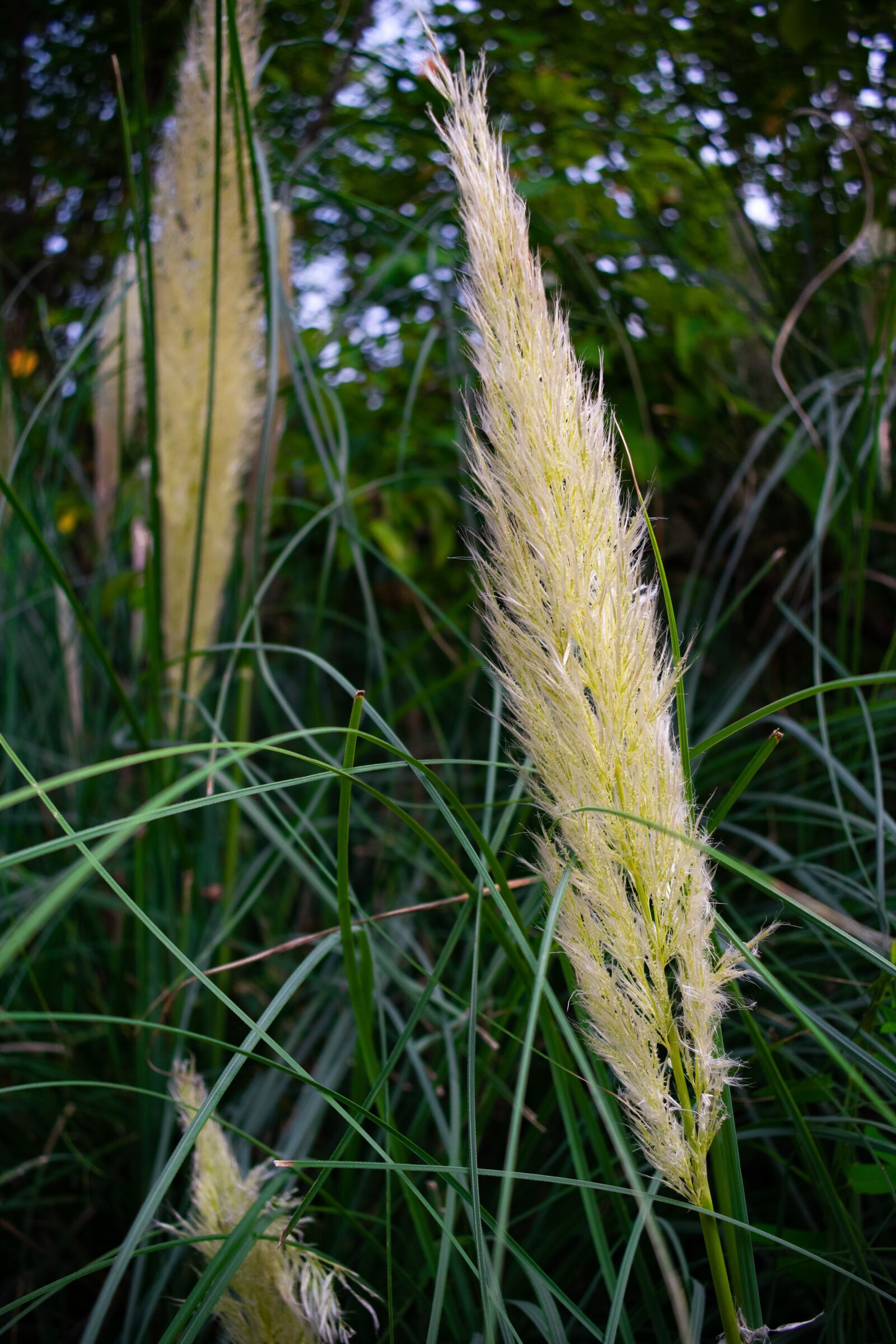 Nikon D3400 sample photo. Grass, thatched, thatched flower photography