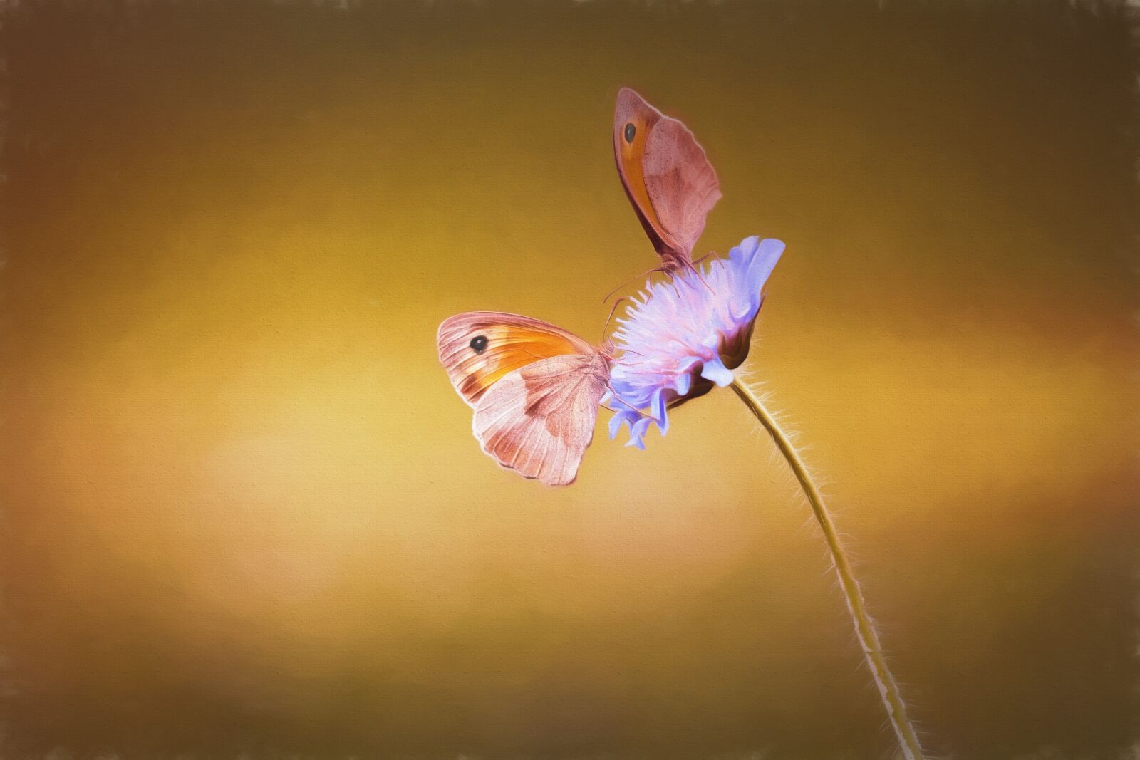Nikon D7100 sample photo. Image, painting, paint photography
