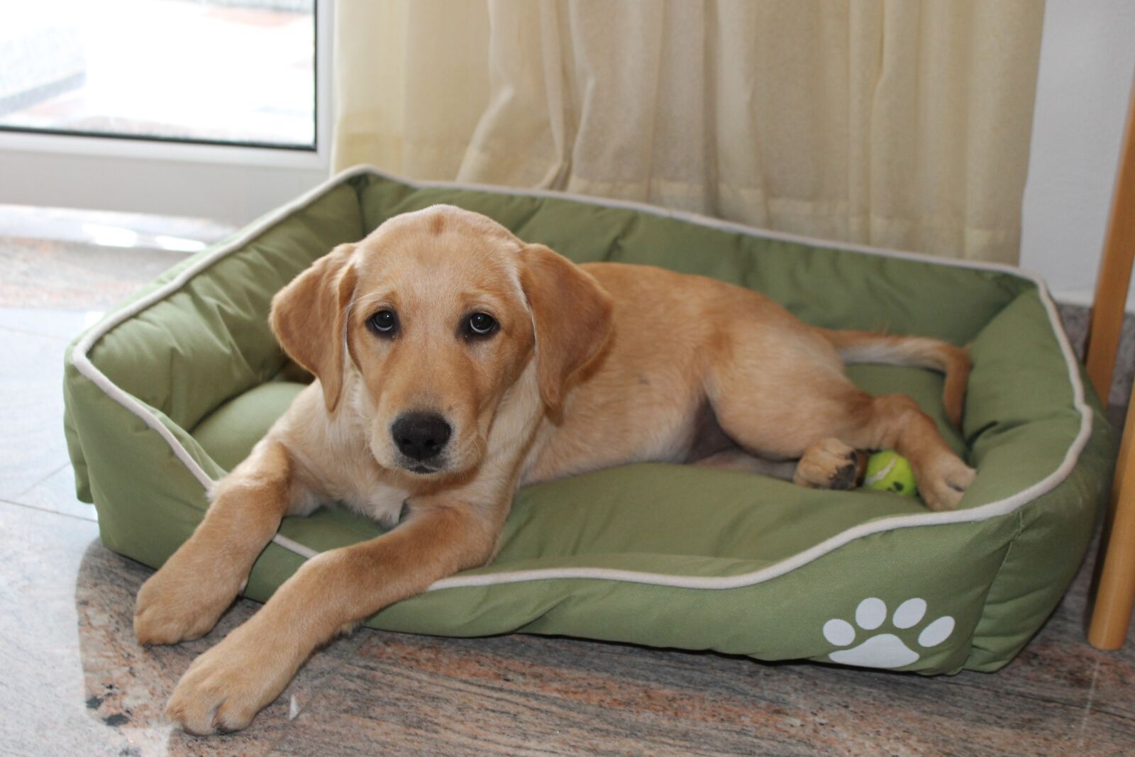 Canon EOS 1100D (EOS Rebel T3 / EOS Kiss X50) sample photo. Hybrid, labrador, golden retriver photography