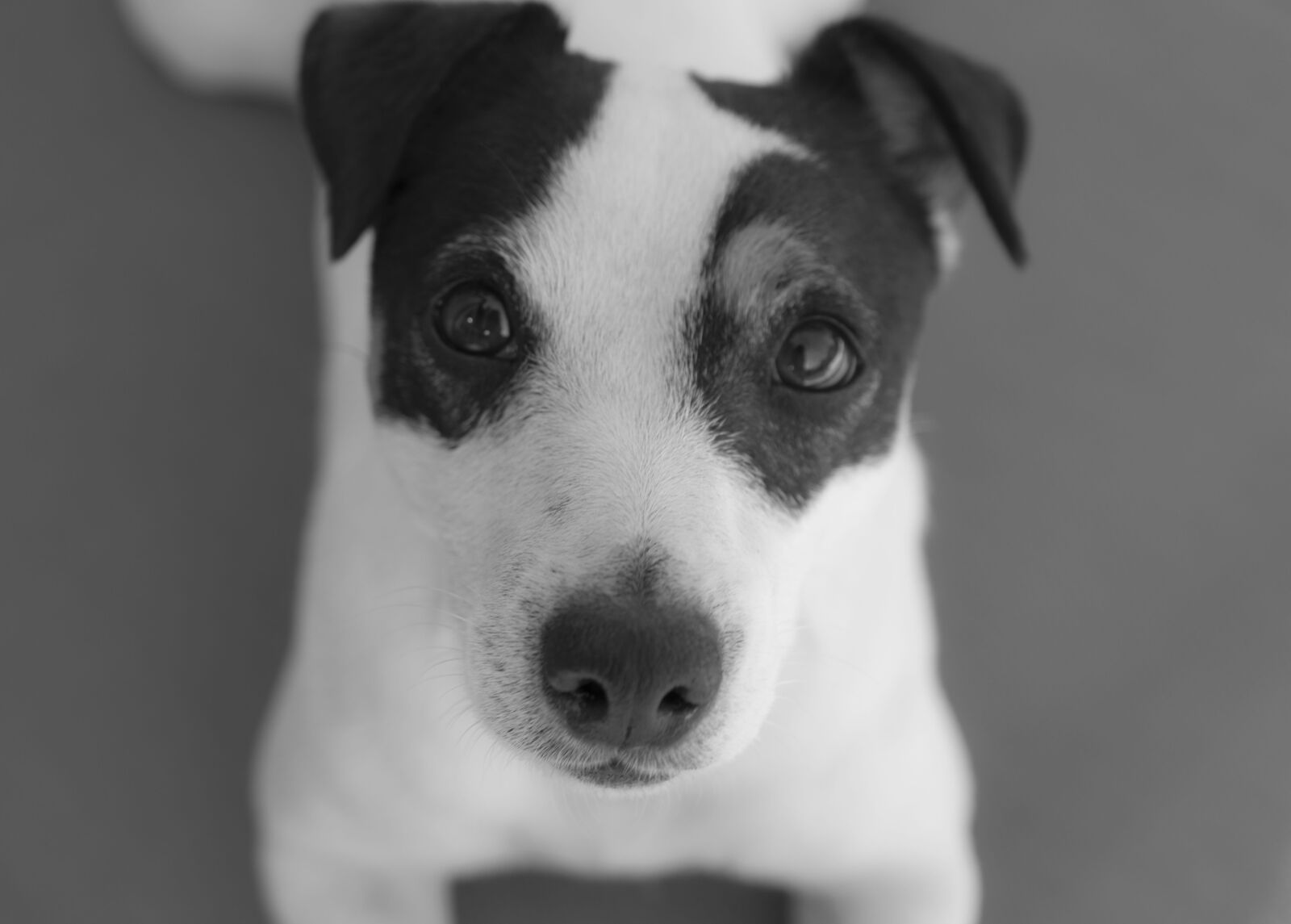 Nikon D5600 sample photo. Dog, jack russel, cute photography