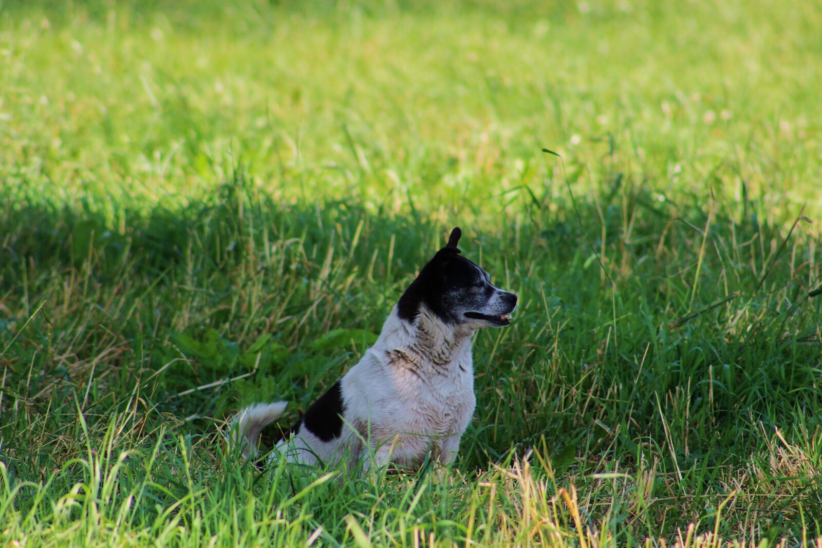 Canon EF75-300mm f/4-5.6 sample photo. Dog, small dog, and photography