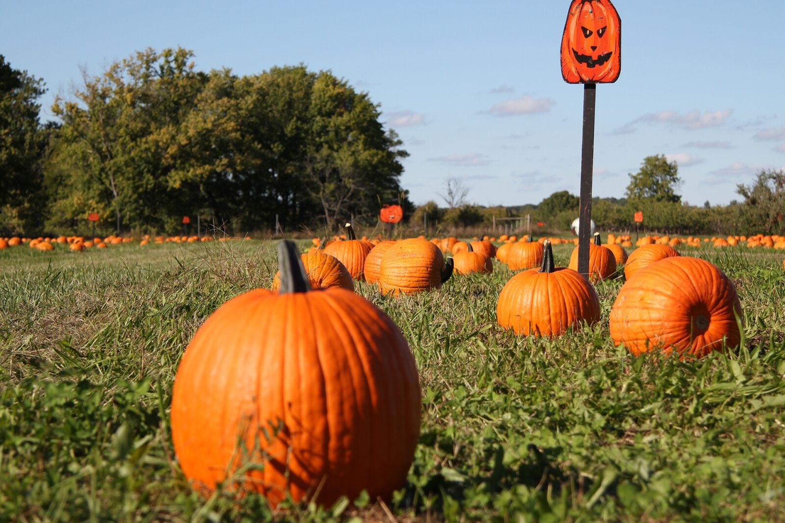 Canon EOS 550D (EOS Rebel T2i / EOS Kiss X4) sample photo. Pumpkin, pumpkin patch, fall photography