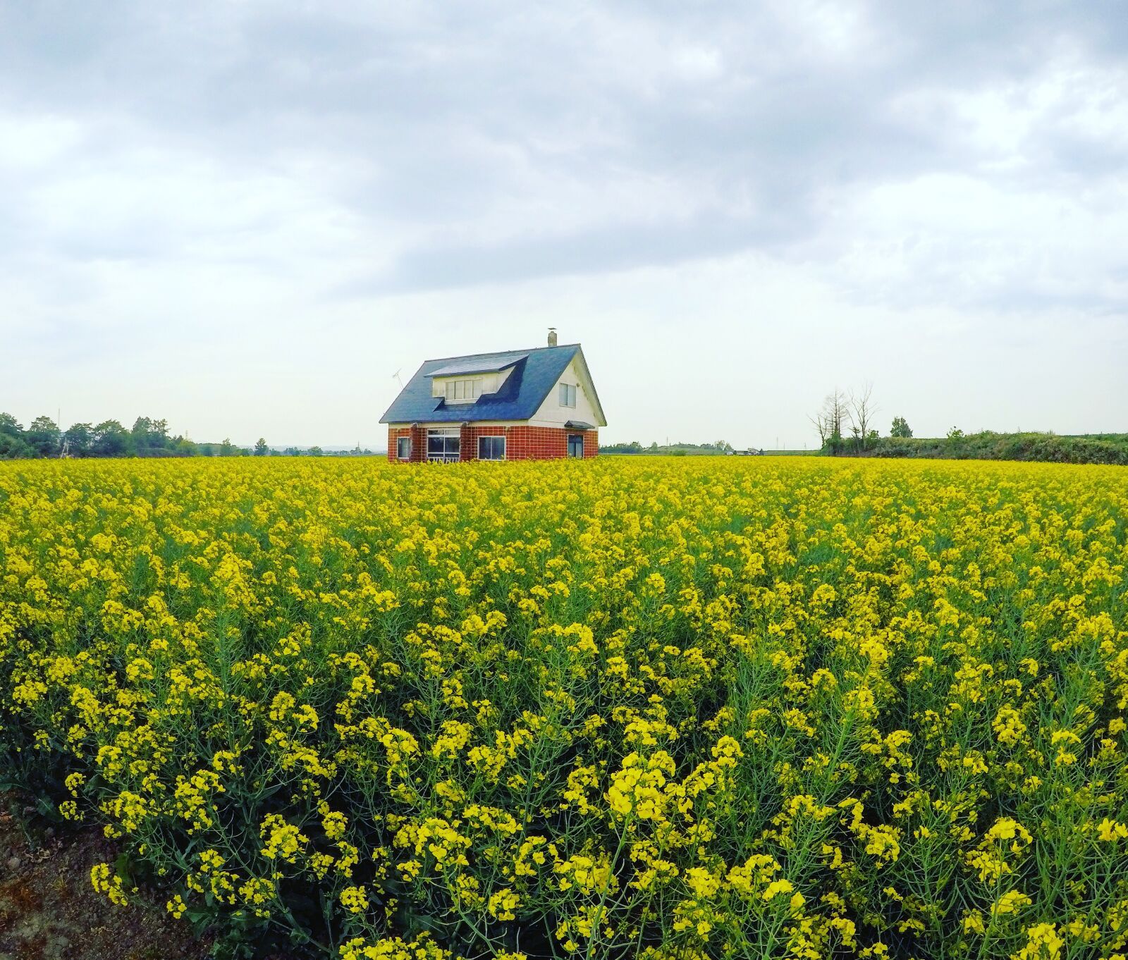 GoPro HERO4 Silver sample photo. Canola, red house, canola photography