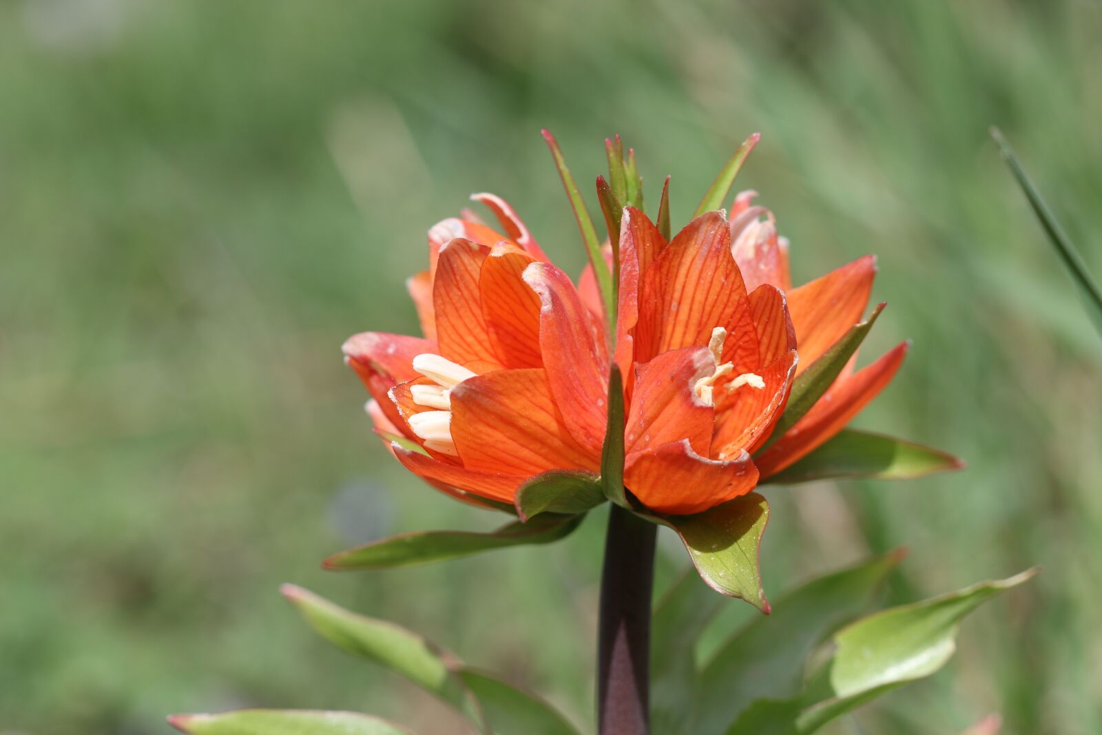 Canon EOS 70D + Canon EF 100mm F2.8 Macro USM sample photo. Tulips, green, red photography