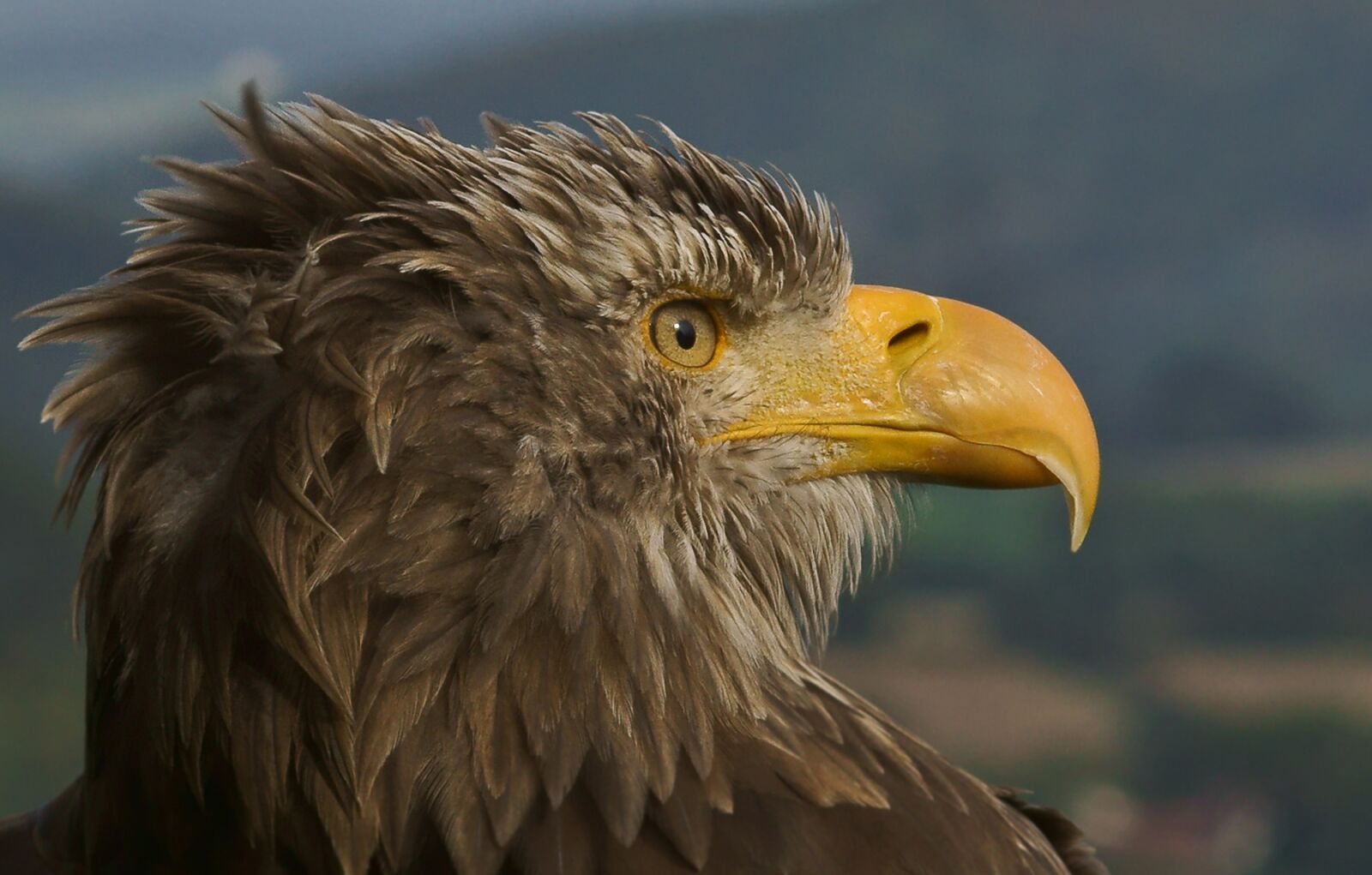 Sony SLT-A77 sample photo. Adler, giant spotted eagle photography