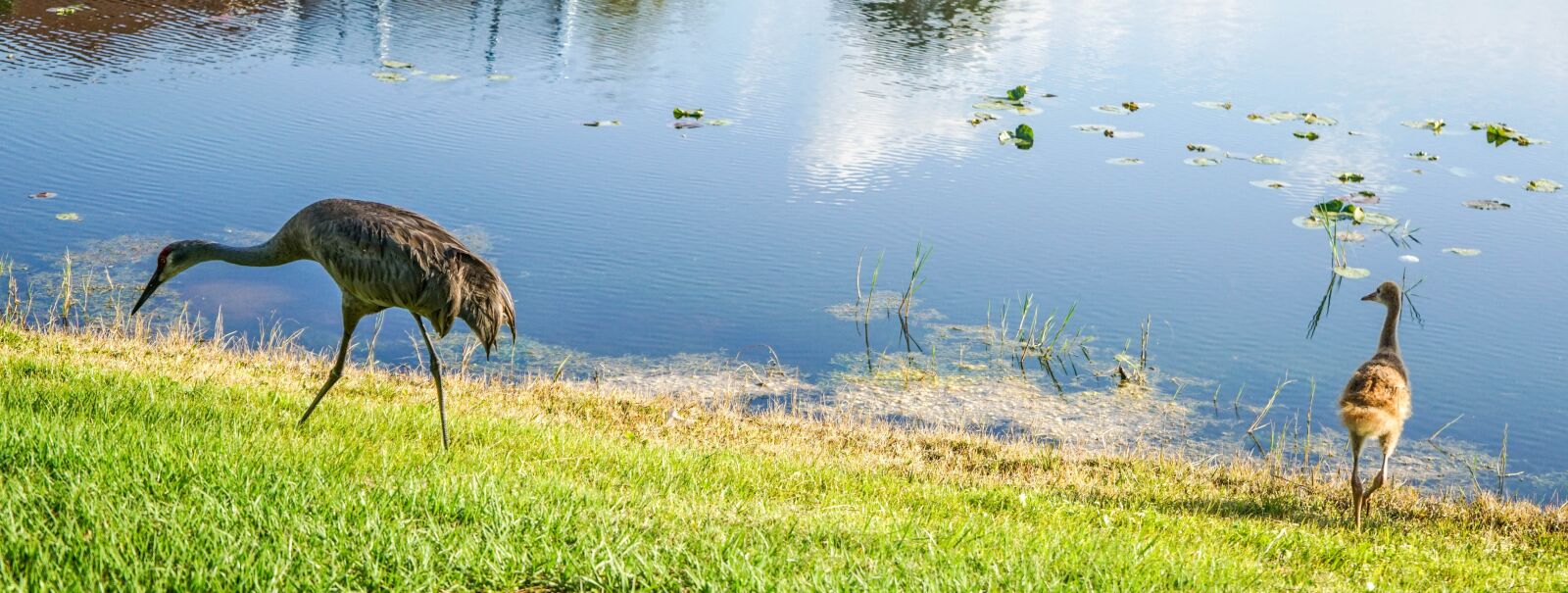 Sony a7R II + Sony FE 28-70mm F3.5-5.6 OSS sample photo. Sand hill cranes, baby photography