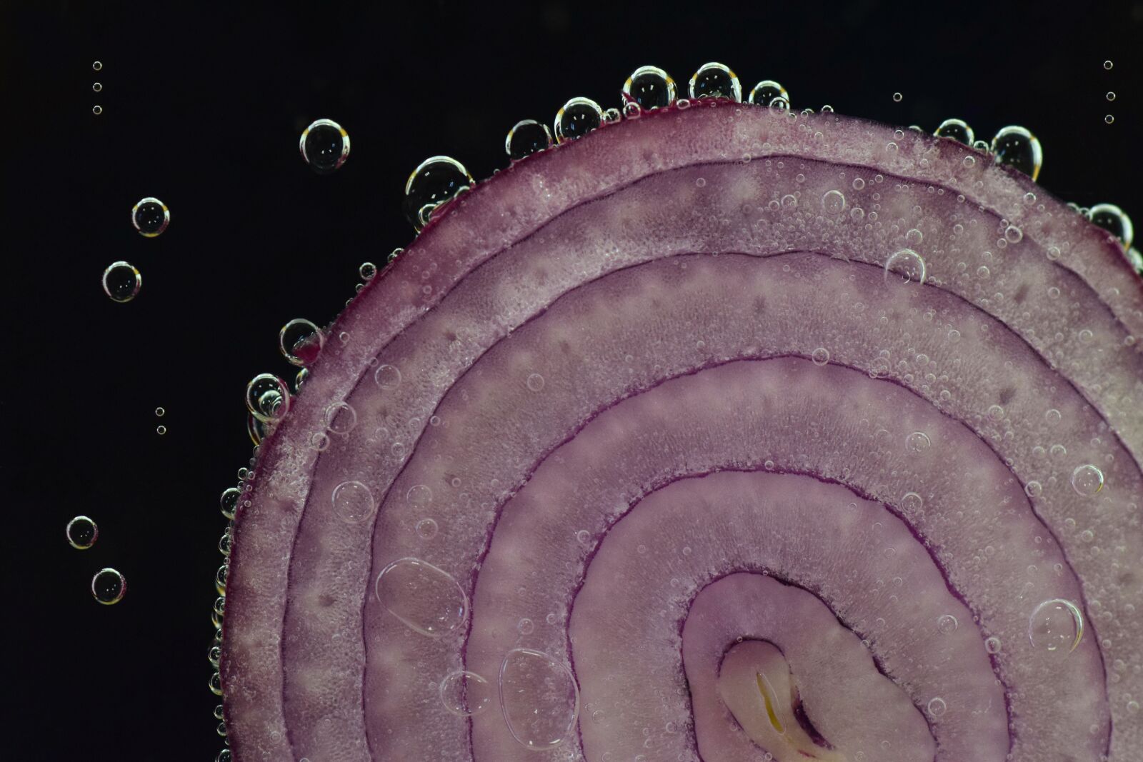 Nikon D3300 sample photo. Onion, red onion, raw photography