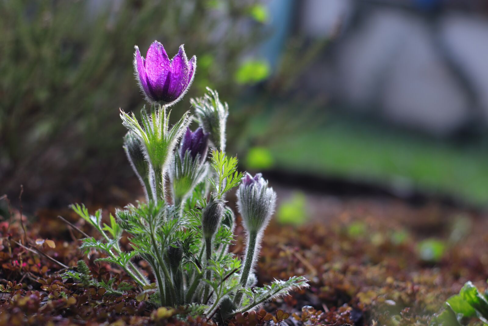 Canon EOS M50 (EOS Kiss M) sample photo. Flower, spring, violet photography