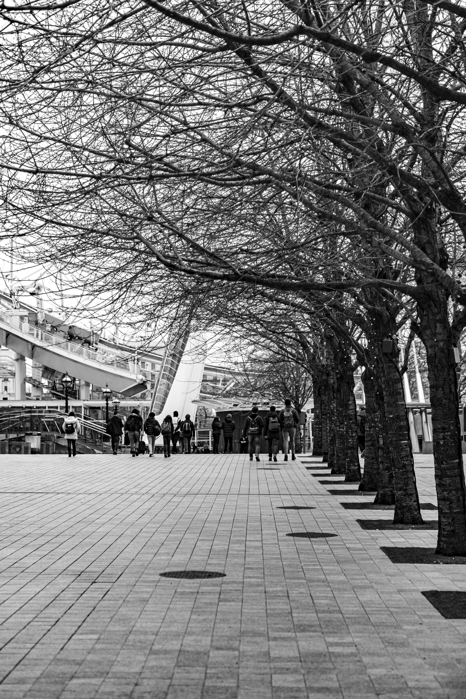 Canon EOS 5D Mark IV sample photo. Trees, winter, monochrome photography