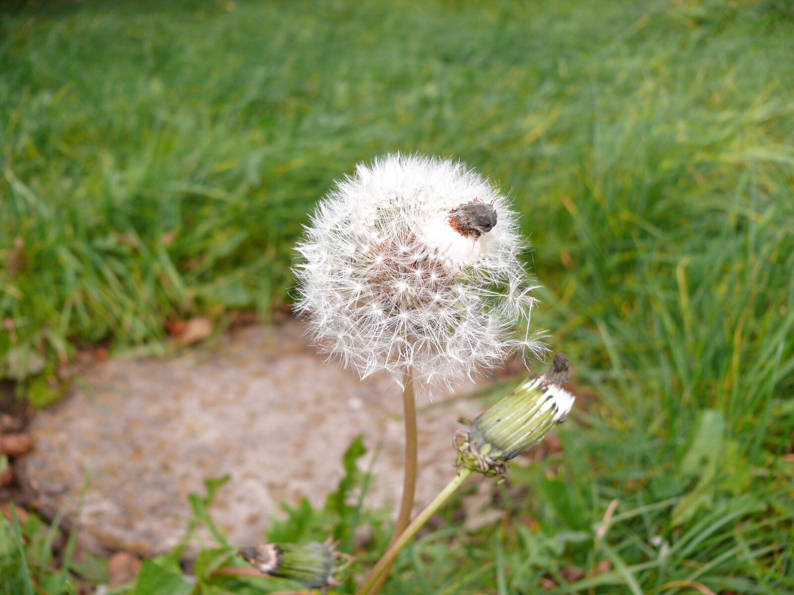 Panasonic DMC-FZ50 sample photo. Dandelion, flower, meadow photography