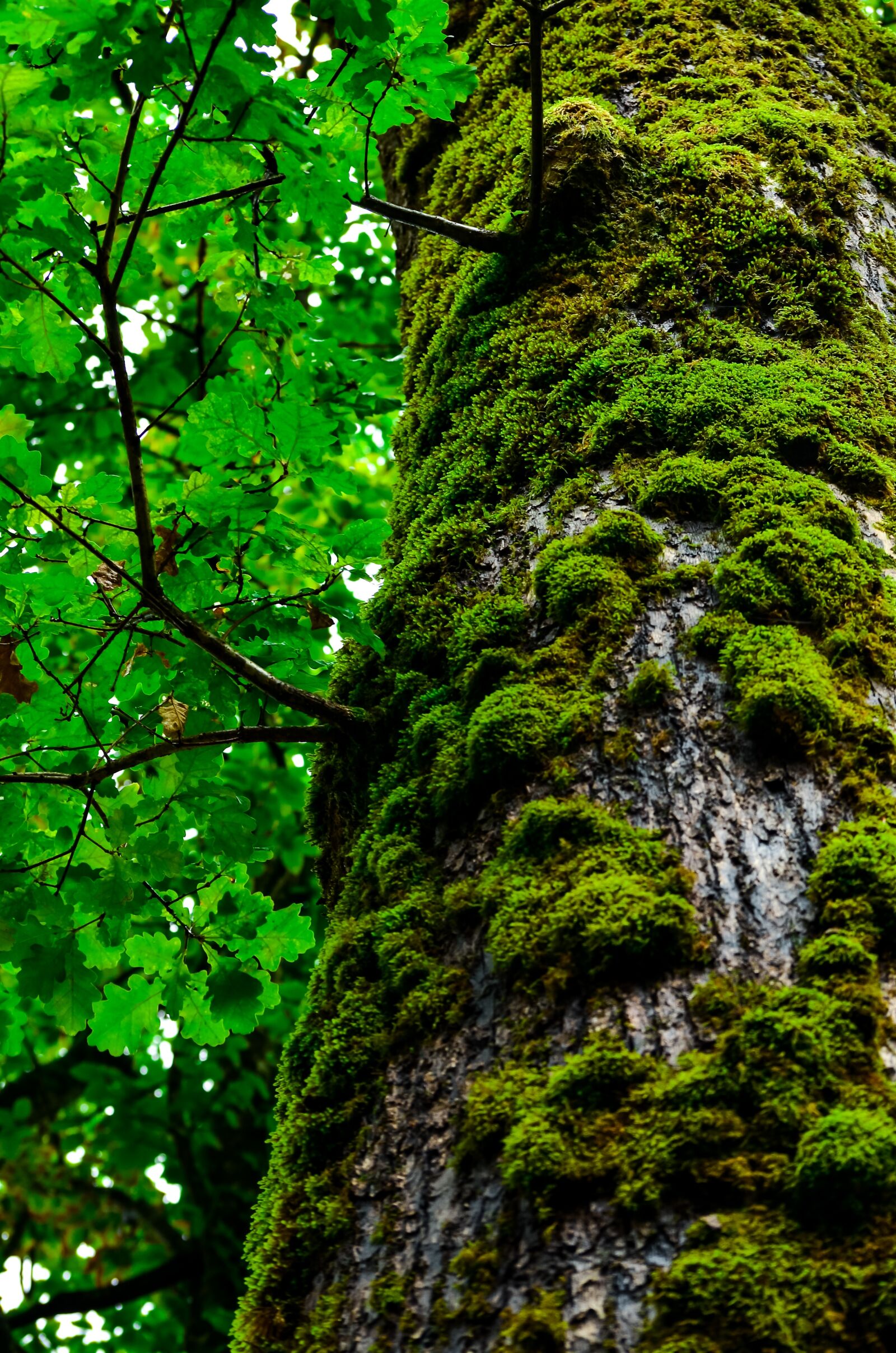 Nikon D7000 sample photo. Tree, green, wood photography