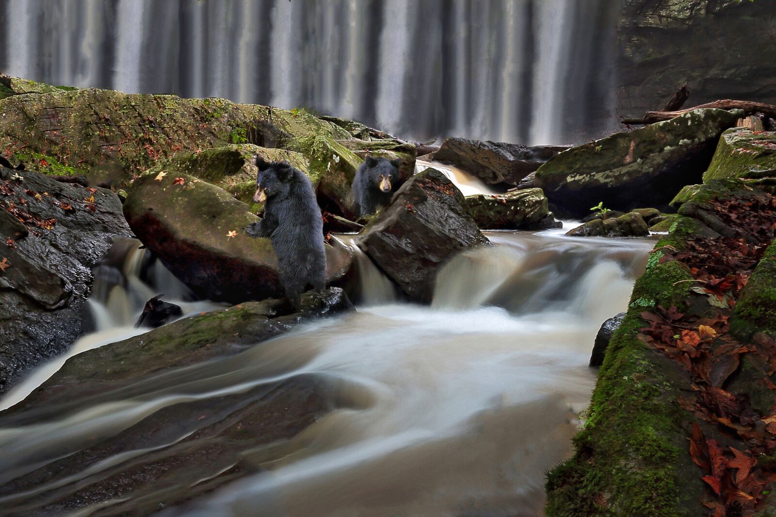 Nikon D810 sample photo. Waterfall, bear, cub photography