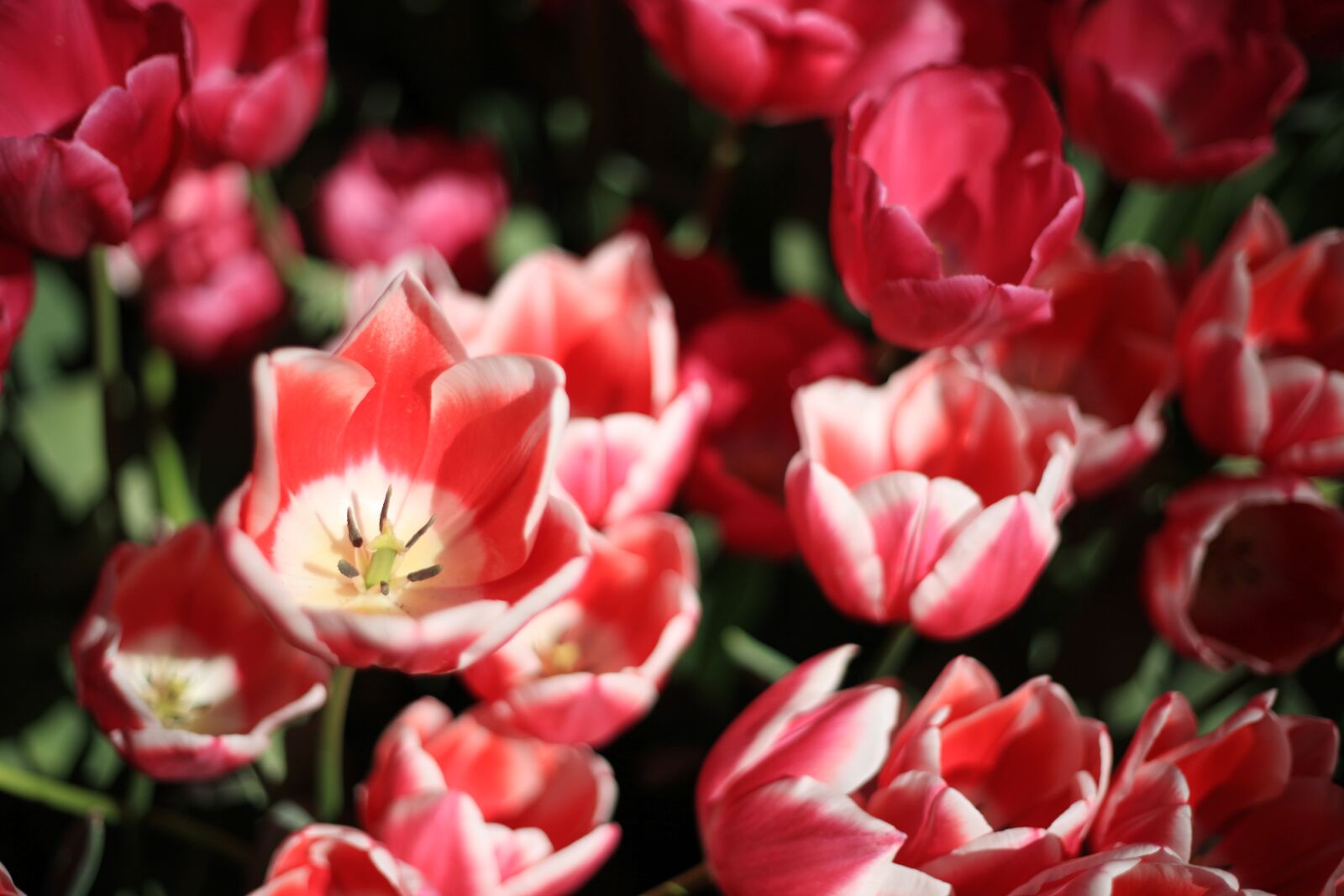 Canon EOS 5D Mark II sample photo. Tulip, flowers, nature photography