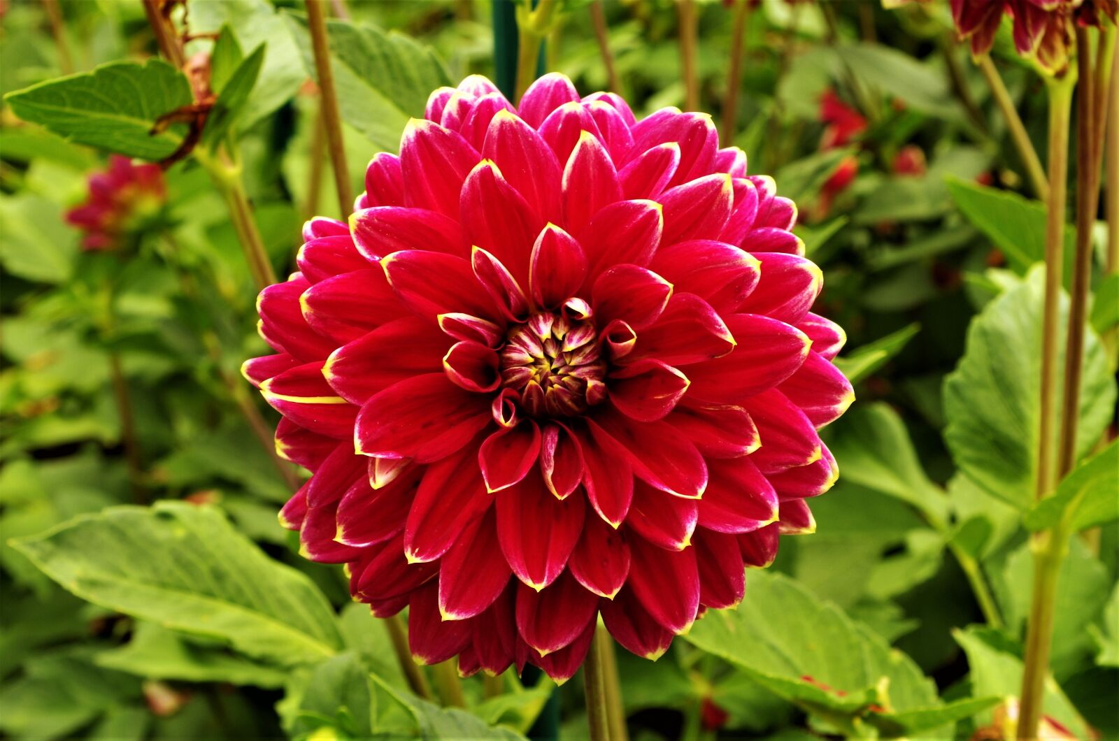 Pentax K-50 sample photo. Flower, flower mottled, dalia photography