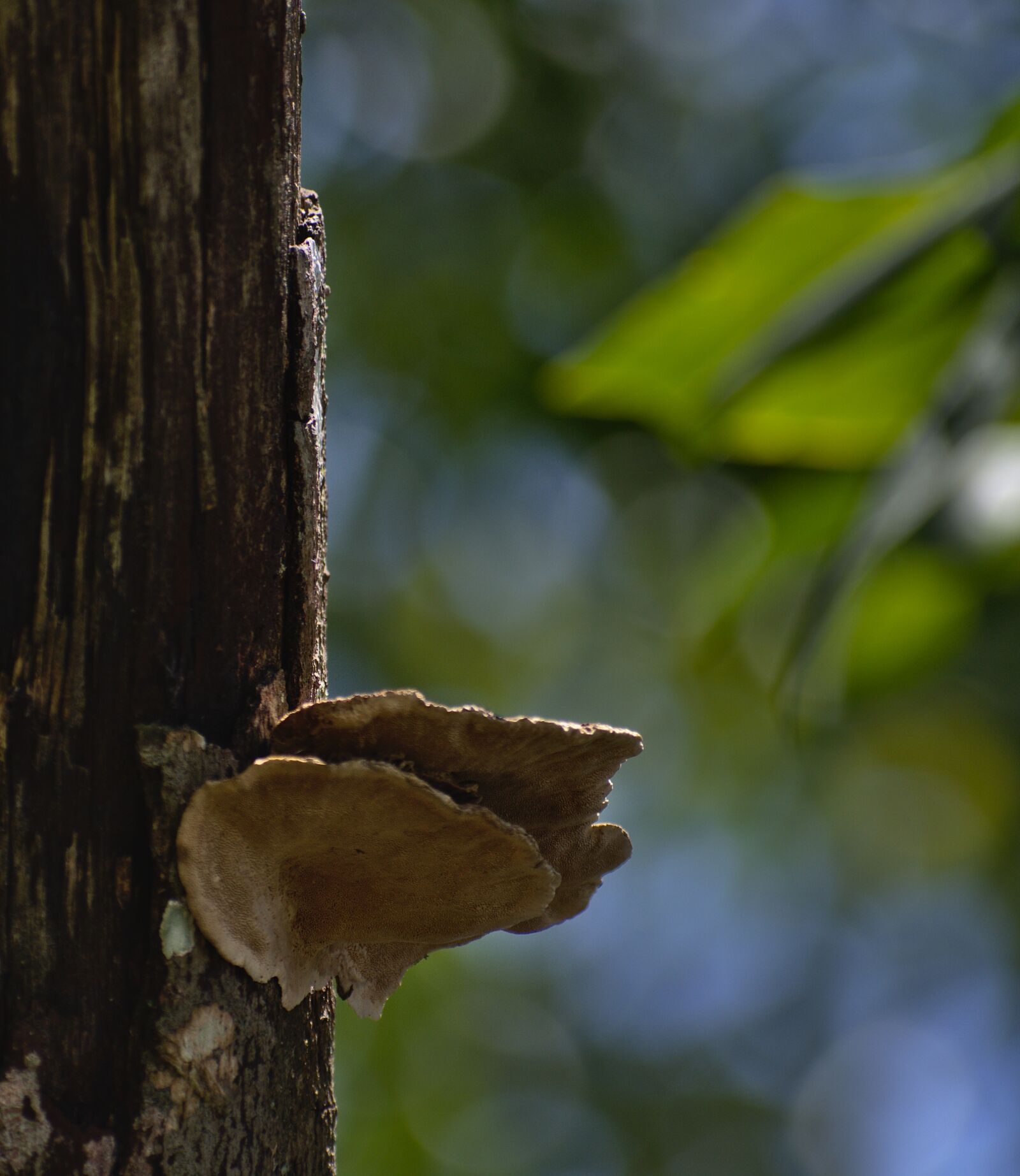 Nikon D7200 sample photo. Tree, wood, fungus photography