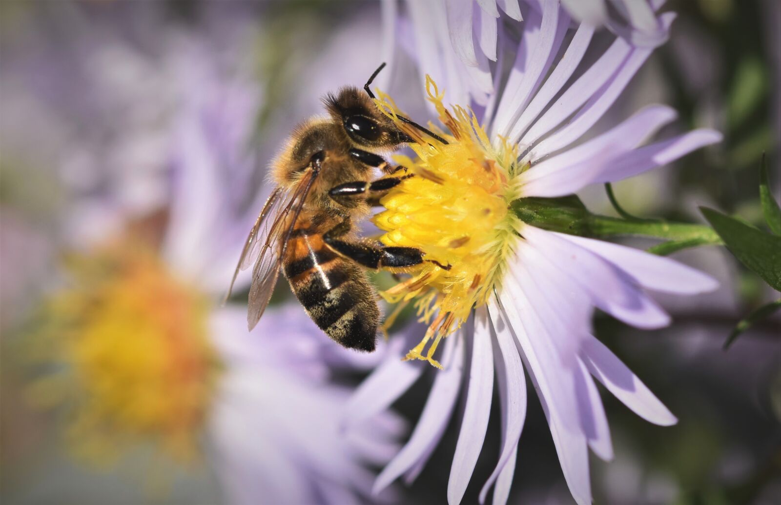 Nikon D7200 sample photo. Bee, honey bee, insect photography