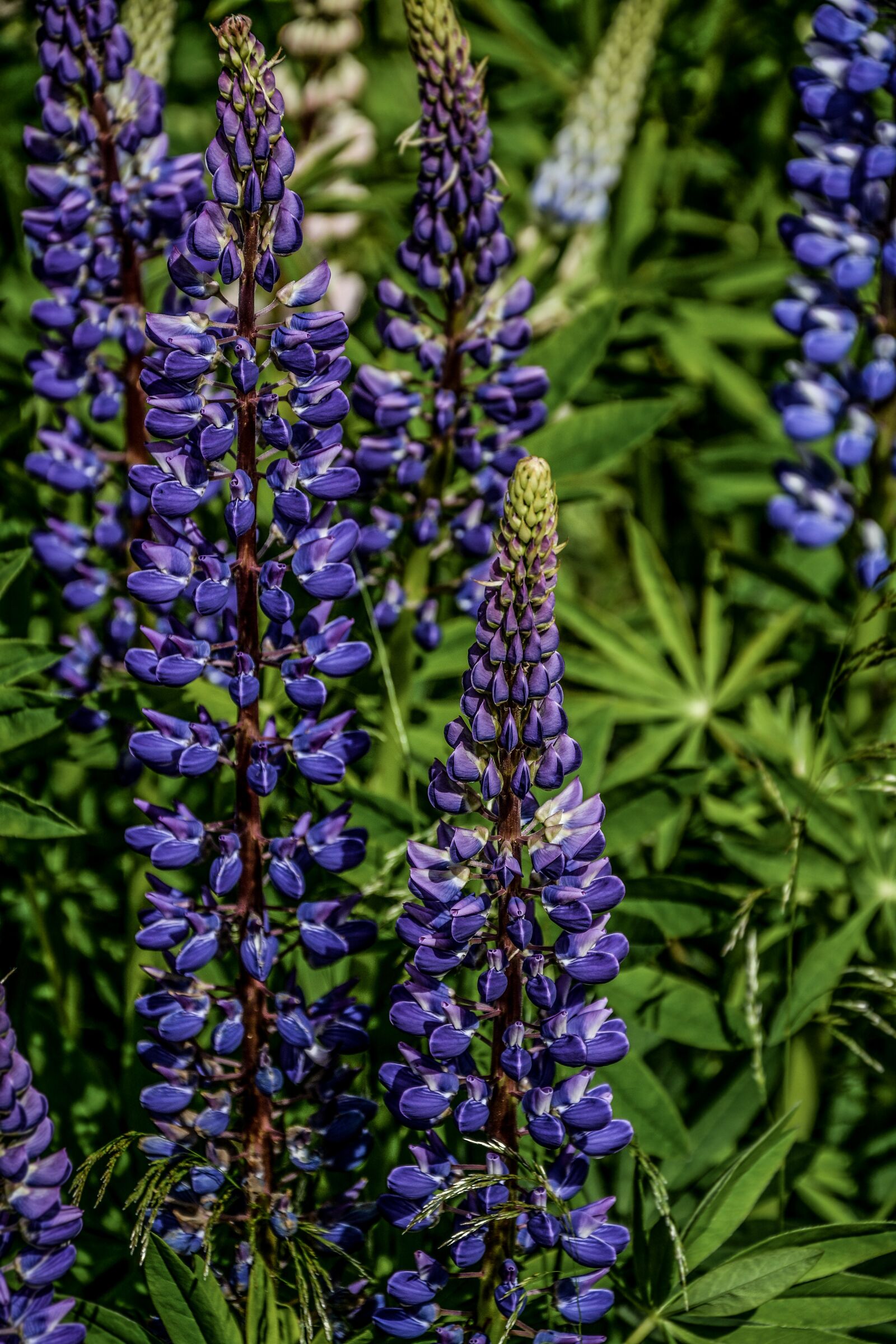 Nikon D5200 sample photo. Lupine, flower, summer photography