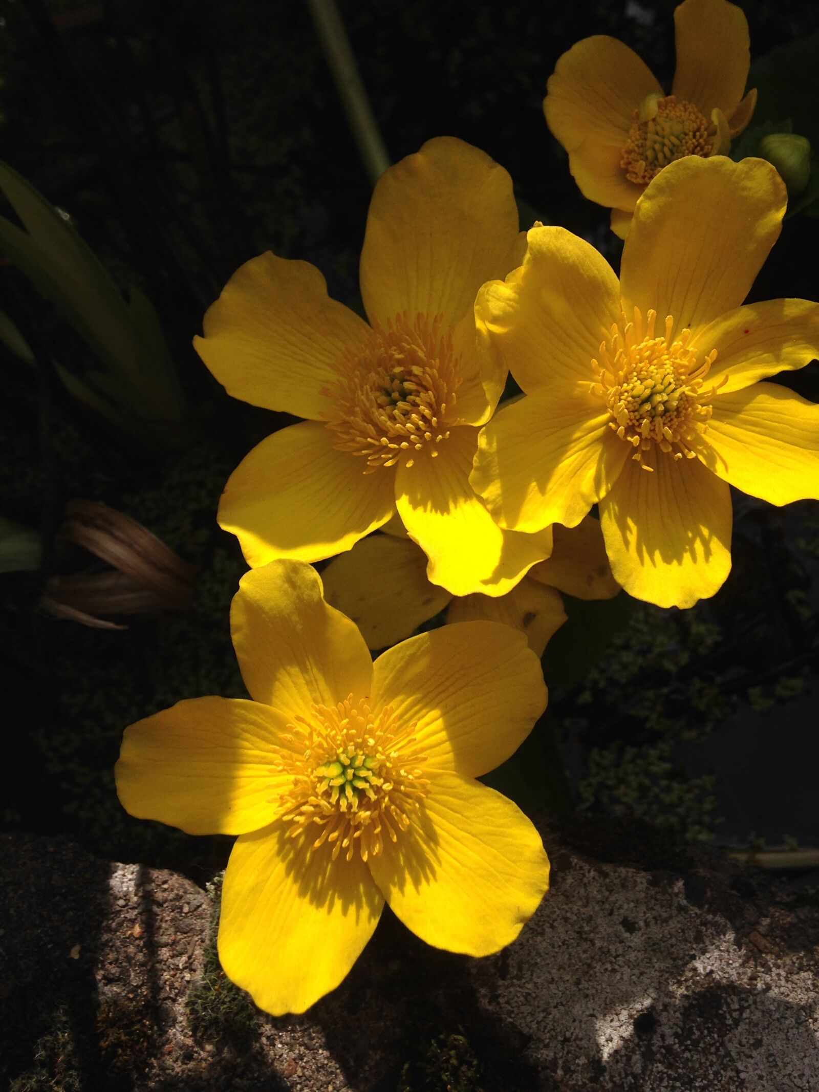 iPhone 5 back camera 4.12mm f/2.4 sample photo. Flower, nature, flora photography