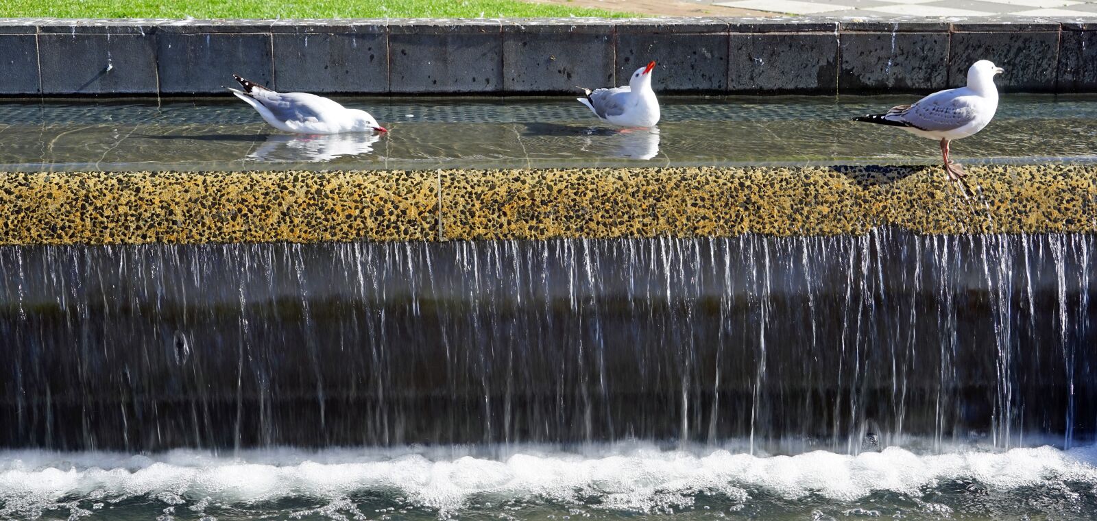 Sony a7 + Sony FE 24-240mm F3.5-6.3 OSS sample photo. Fountain, gulls, water photography