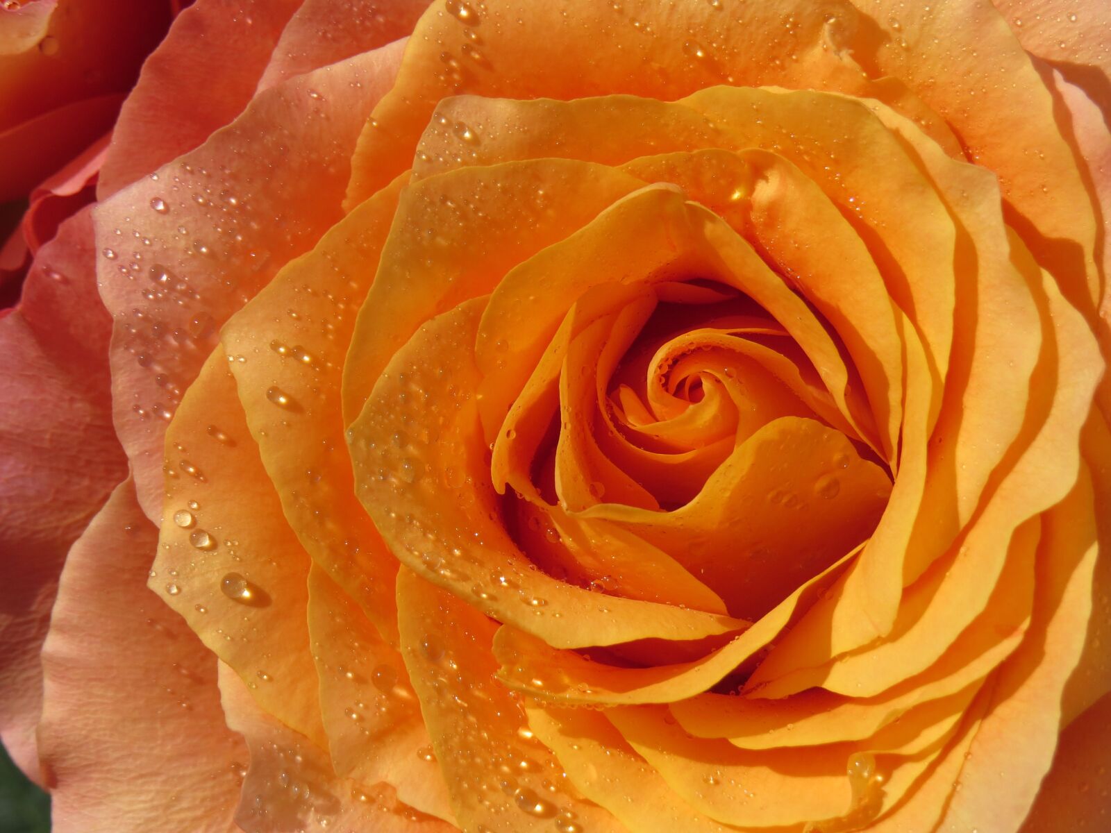 Canon PowerShot SX50 HS sample photo. Rose, orange, dewdrop photography