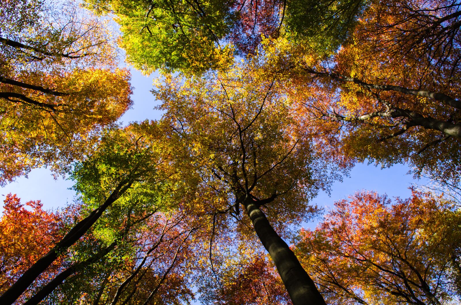 Nikon D5100 sample photo. Forest, autumn, sky photography